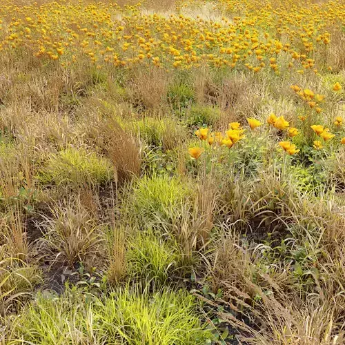 Meadow 5 field of wildflowers 3D model