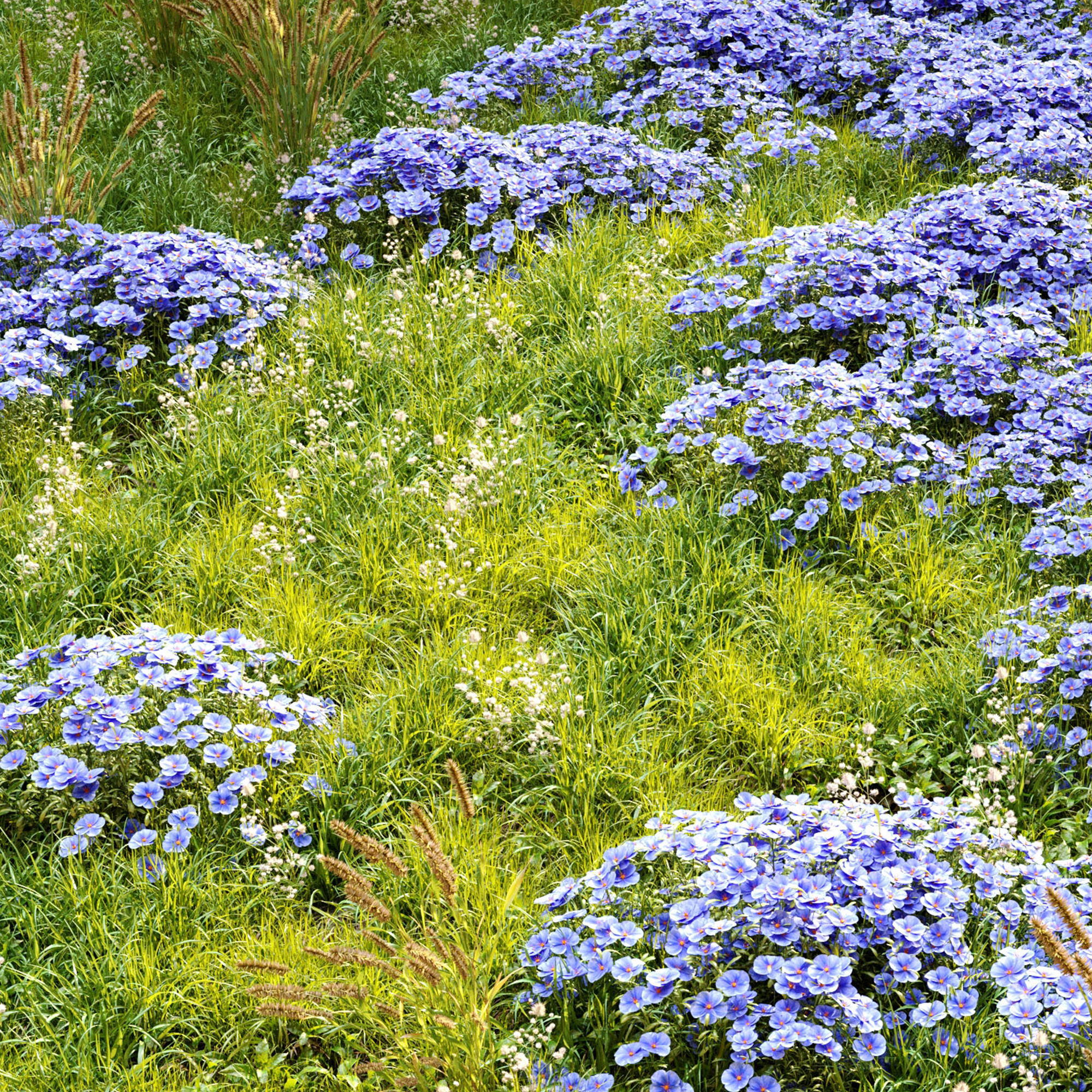 Meadow 4 flowers in 3D model_5