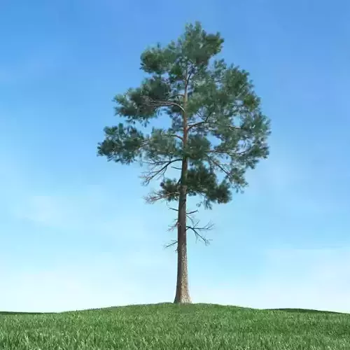 Green Conifer Tree   Pine