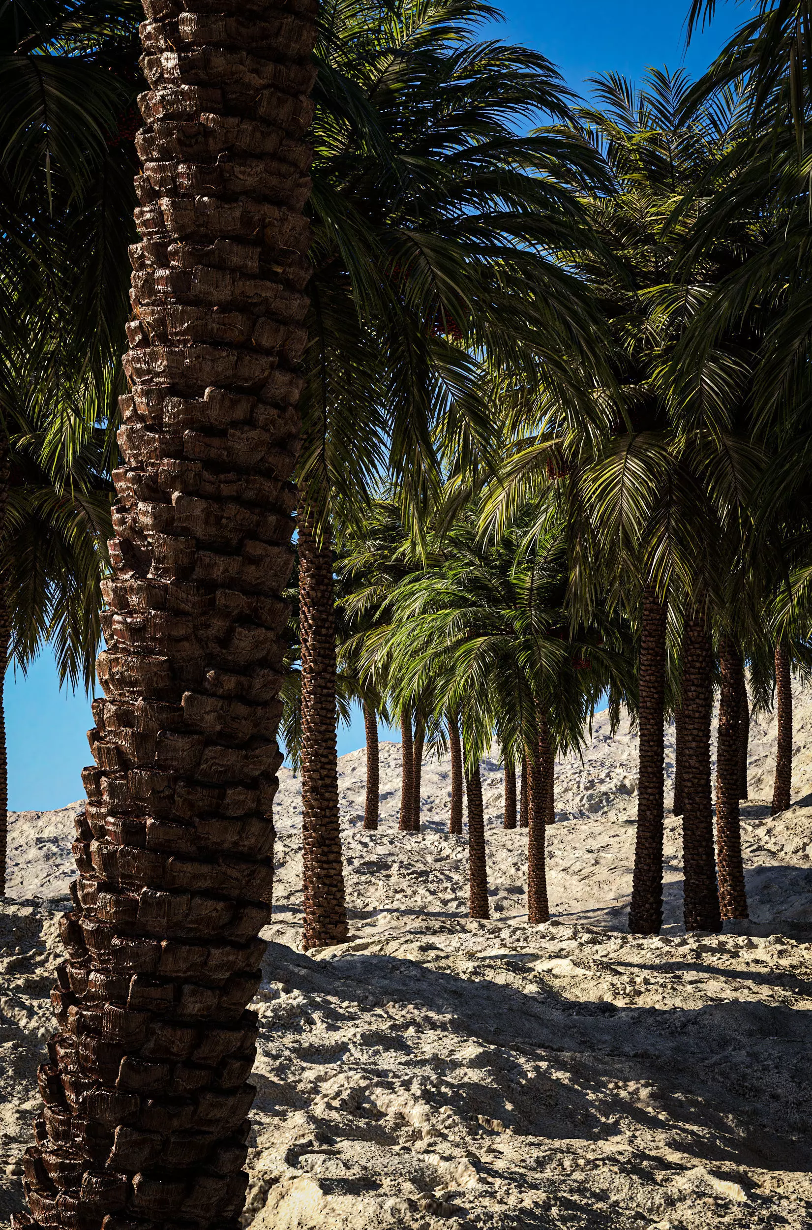 Phoenix Dactylifera 3D model_0