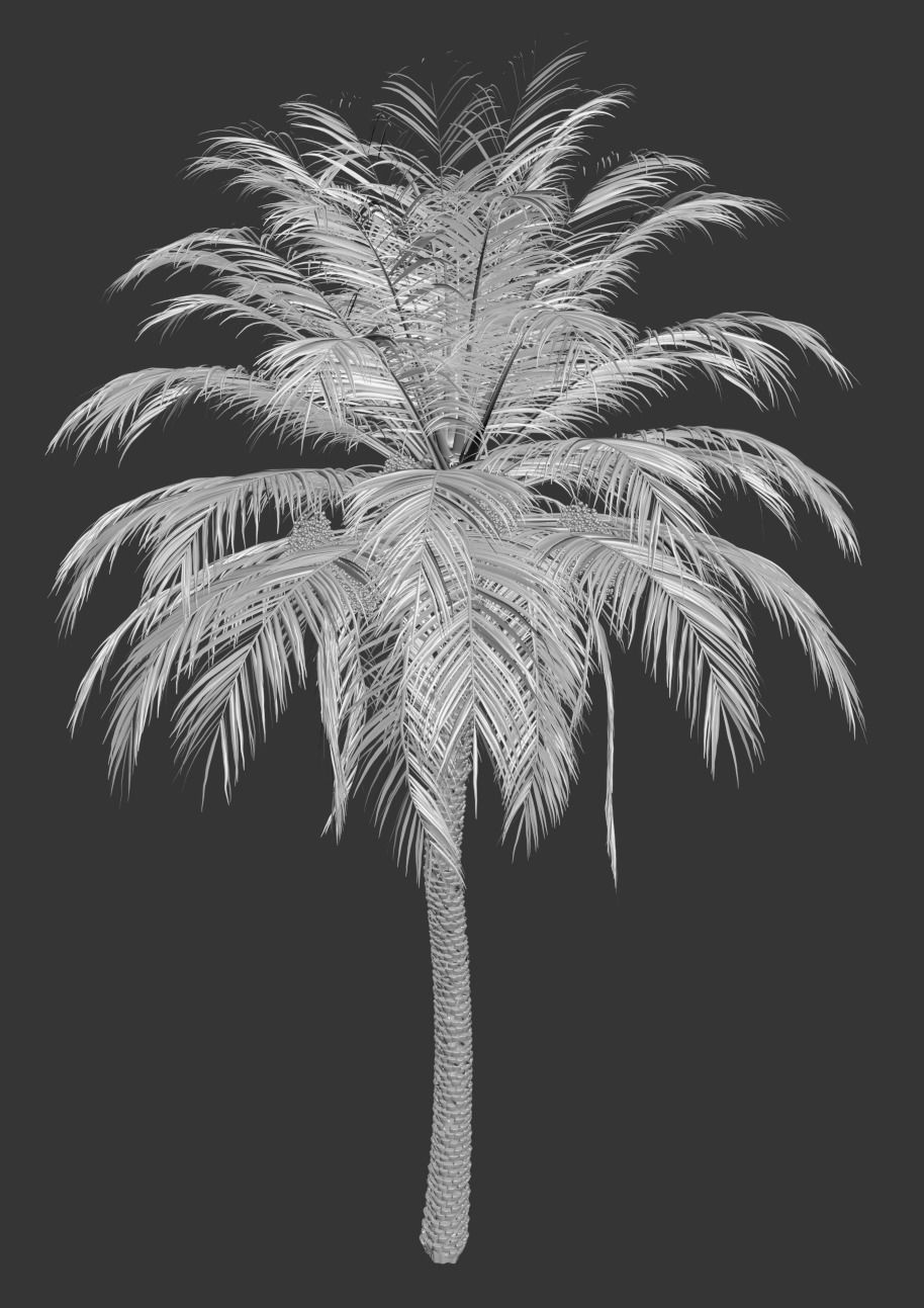 Phoenix Dactylifera 3D model_2