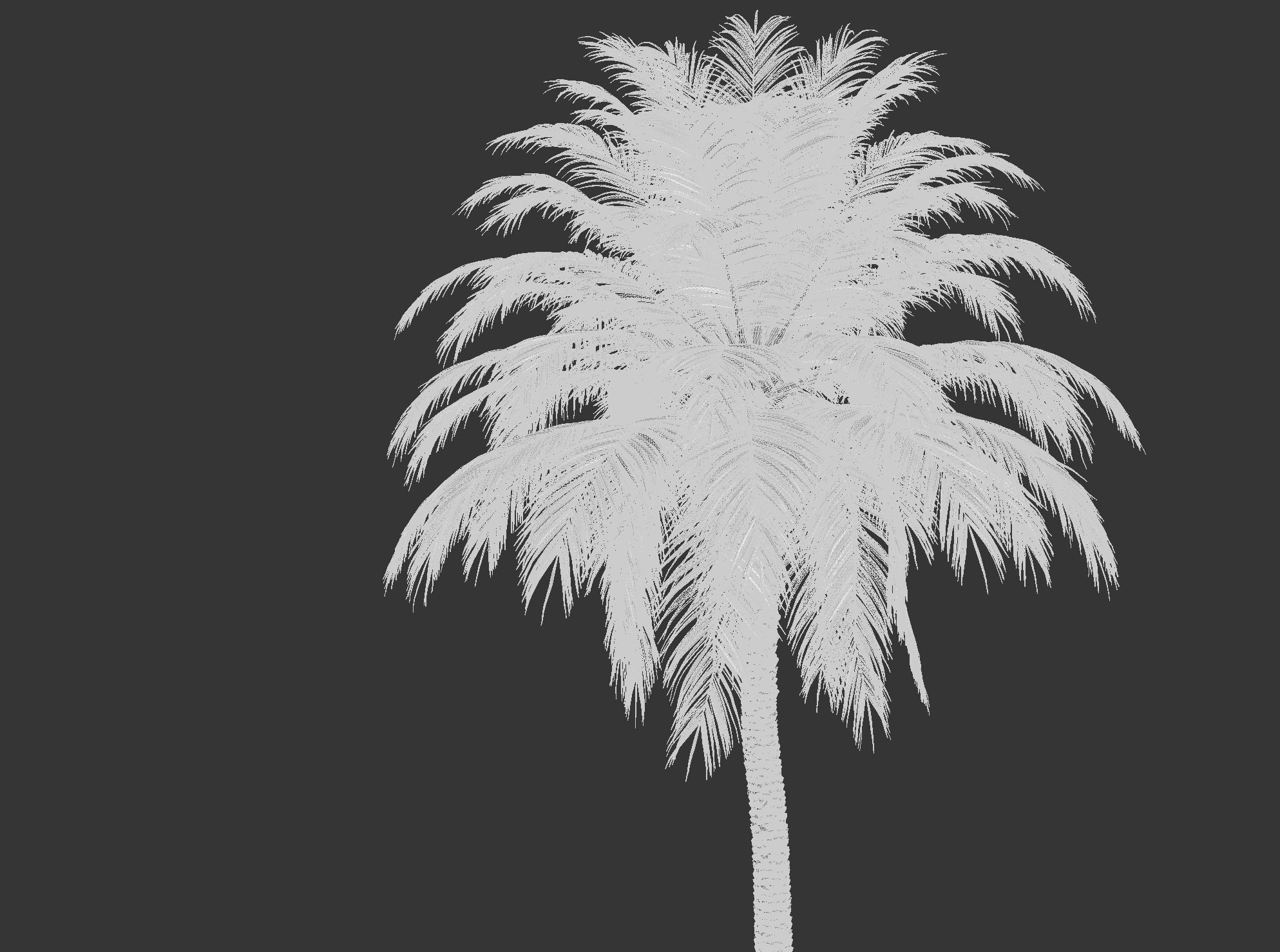 Phoenix Dactylifera 3D model_3