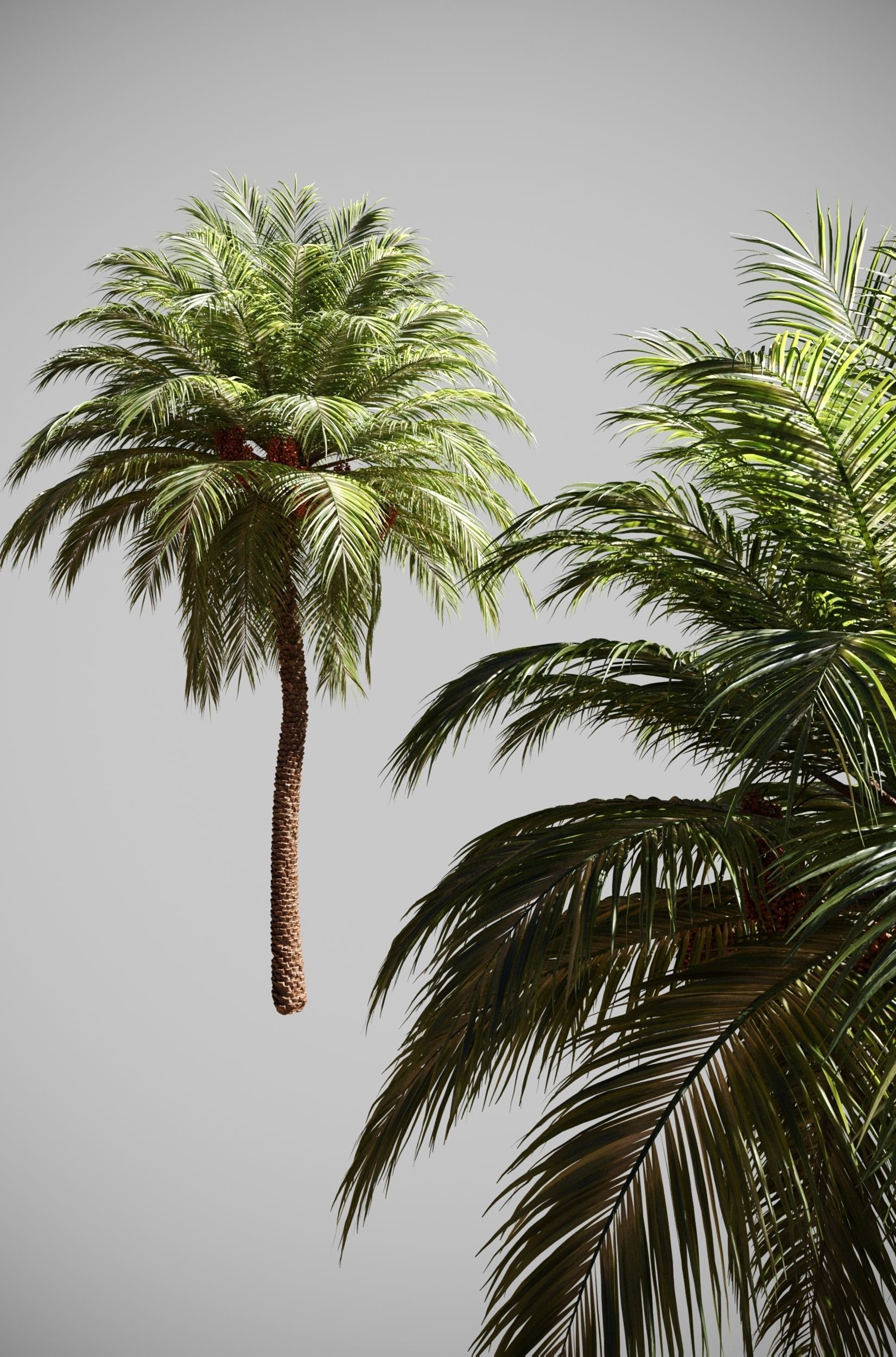 Phoenix Dactylifera 3D model_1