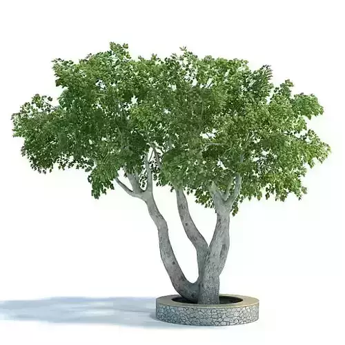 Ficus Plant