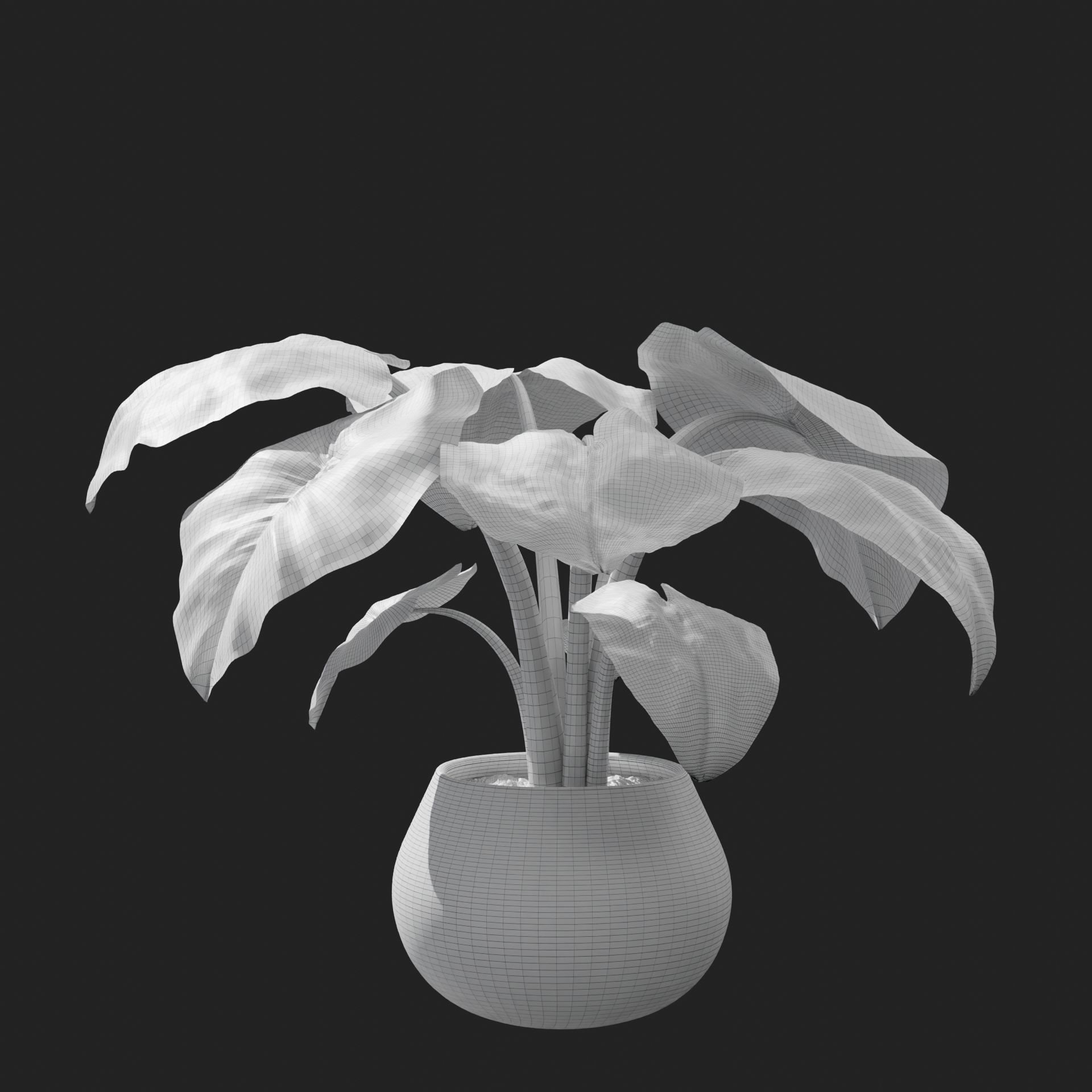 Interior Plant Elephant Ear 3D model_2