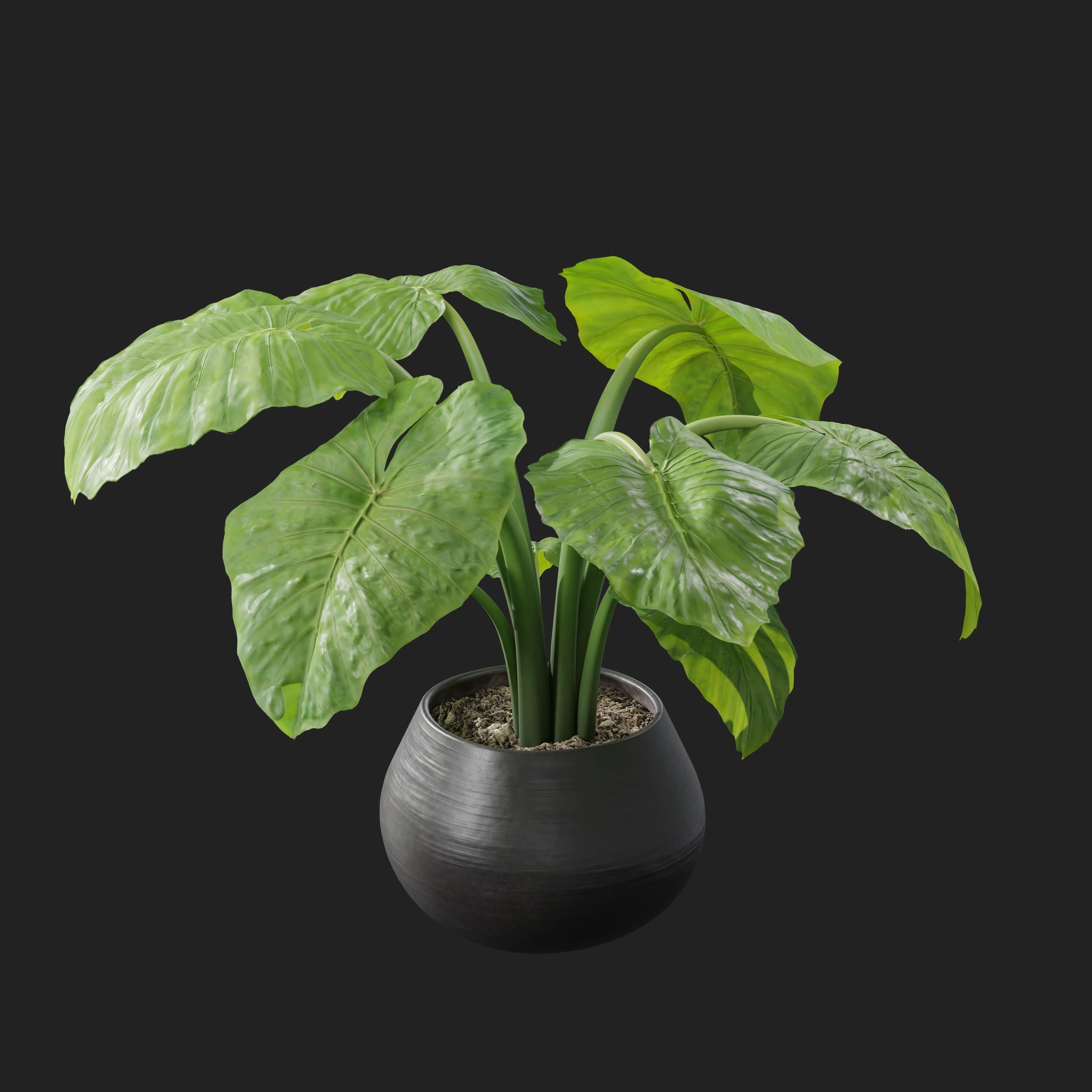 Interior Plant Elephant Ear 3D model_1