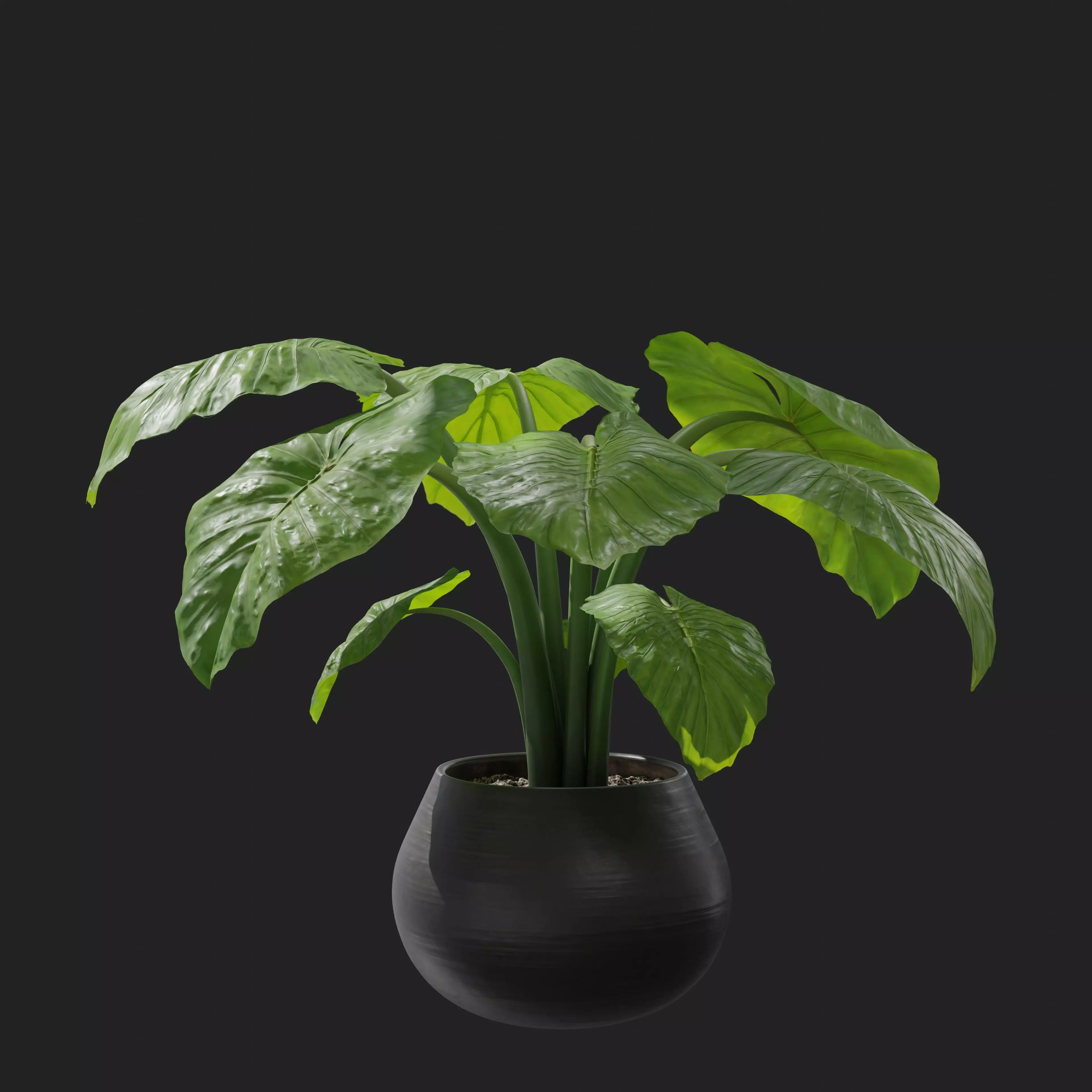 Interior Plant Elephant Ear 3D model_0