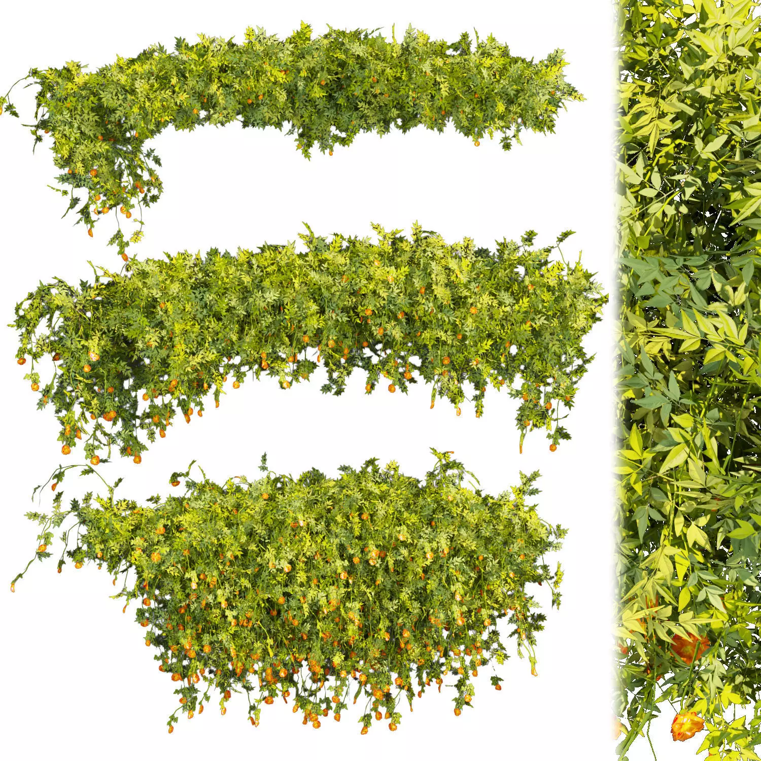 Collection plant vol 353 - leaf - phytowall - bush - flower 3D model_0