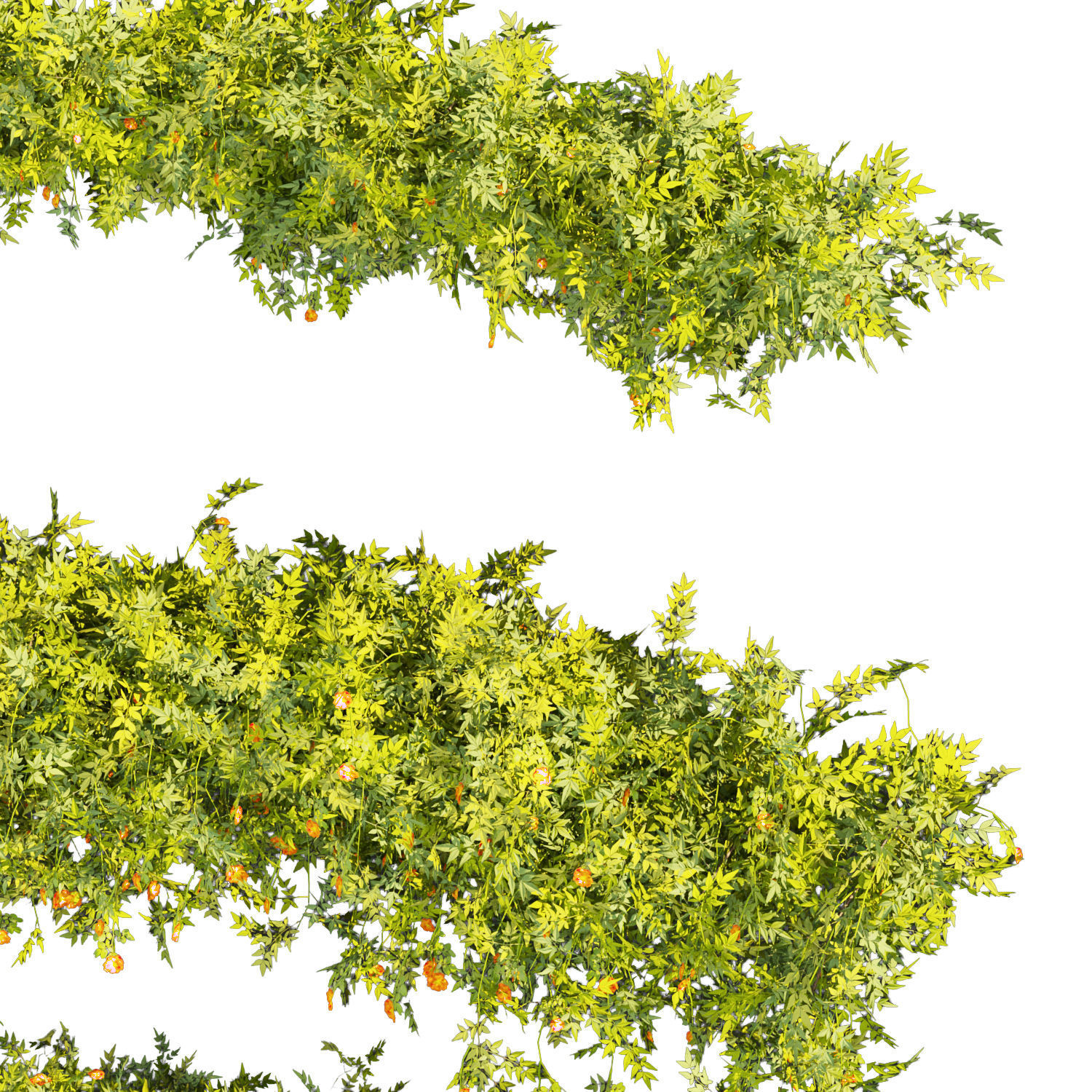 Collection plant vol 353 - leaf - phytowall - bush - flower 3D model_1