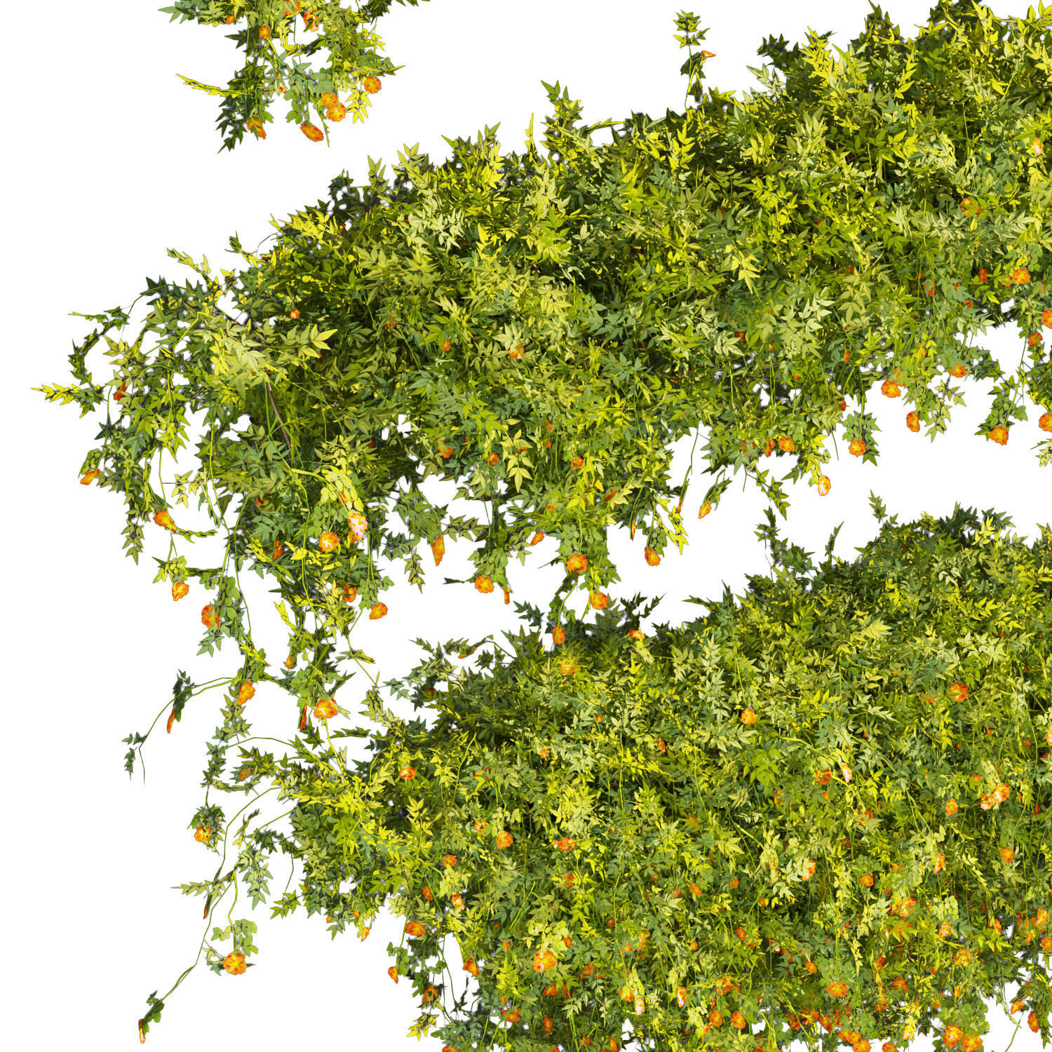 Collection plant vol 353 - leaf - phytowall - bush - flower 3D model_2