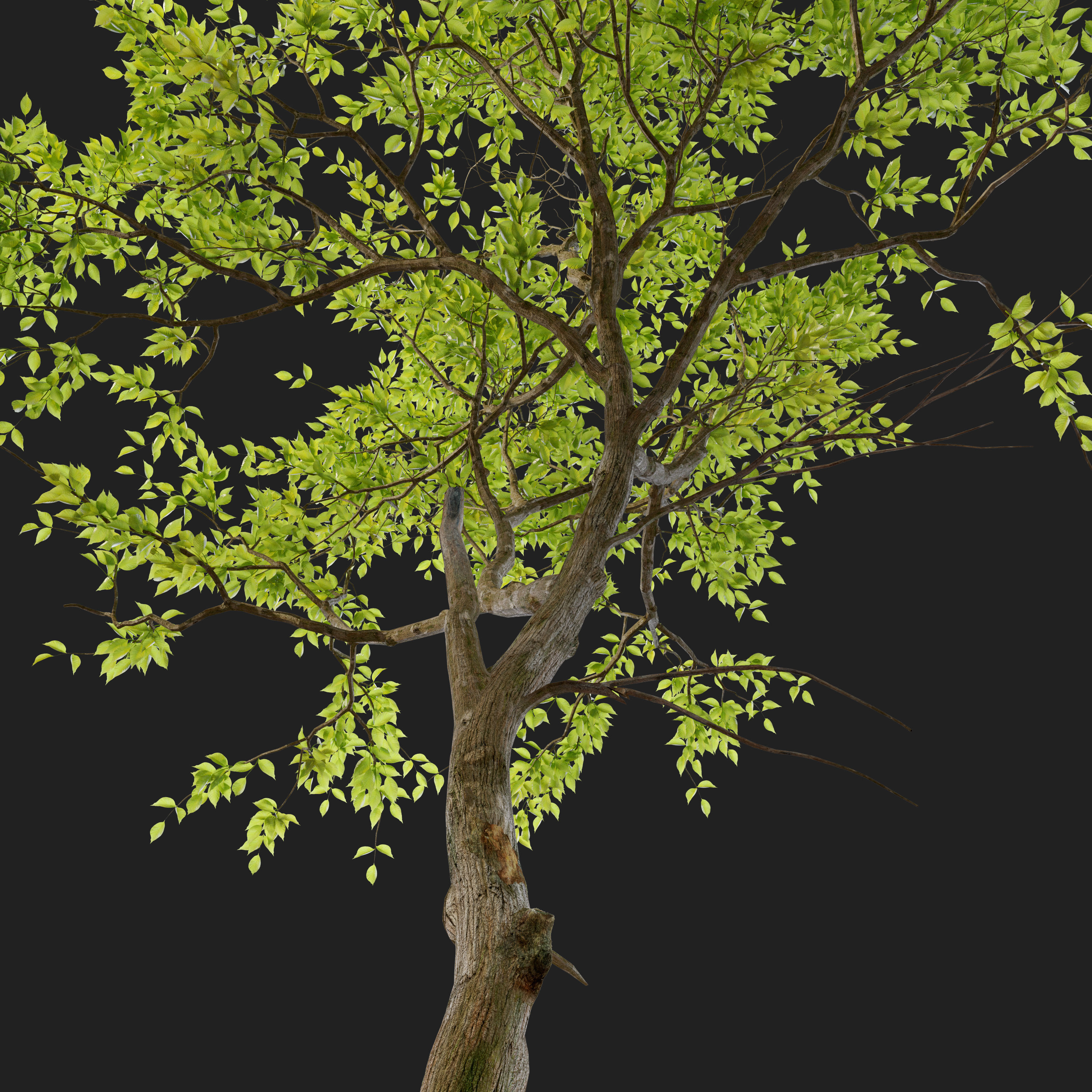 Jungle trees set 3D model_3