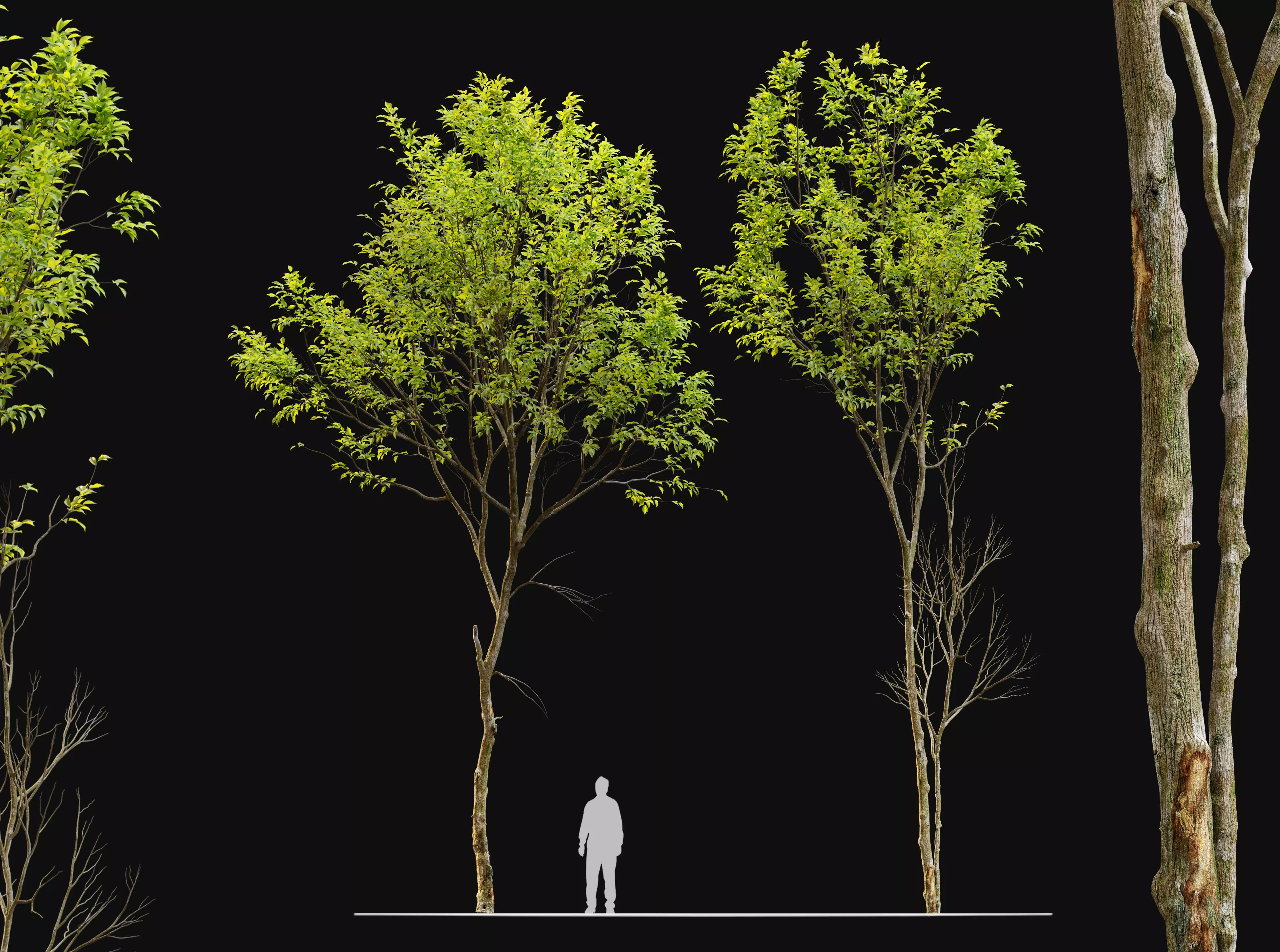 Jungle trees set 3D model_0