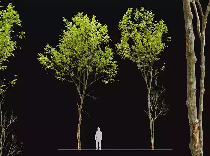 Jungle trees set 3D model