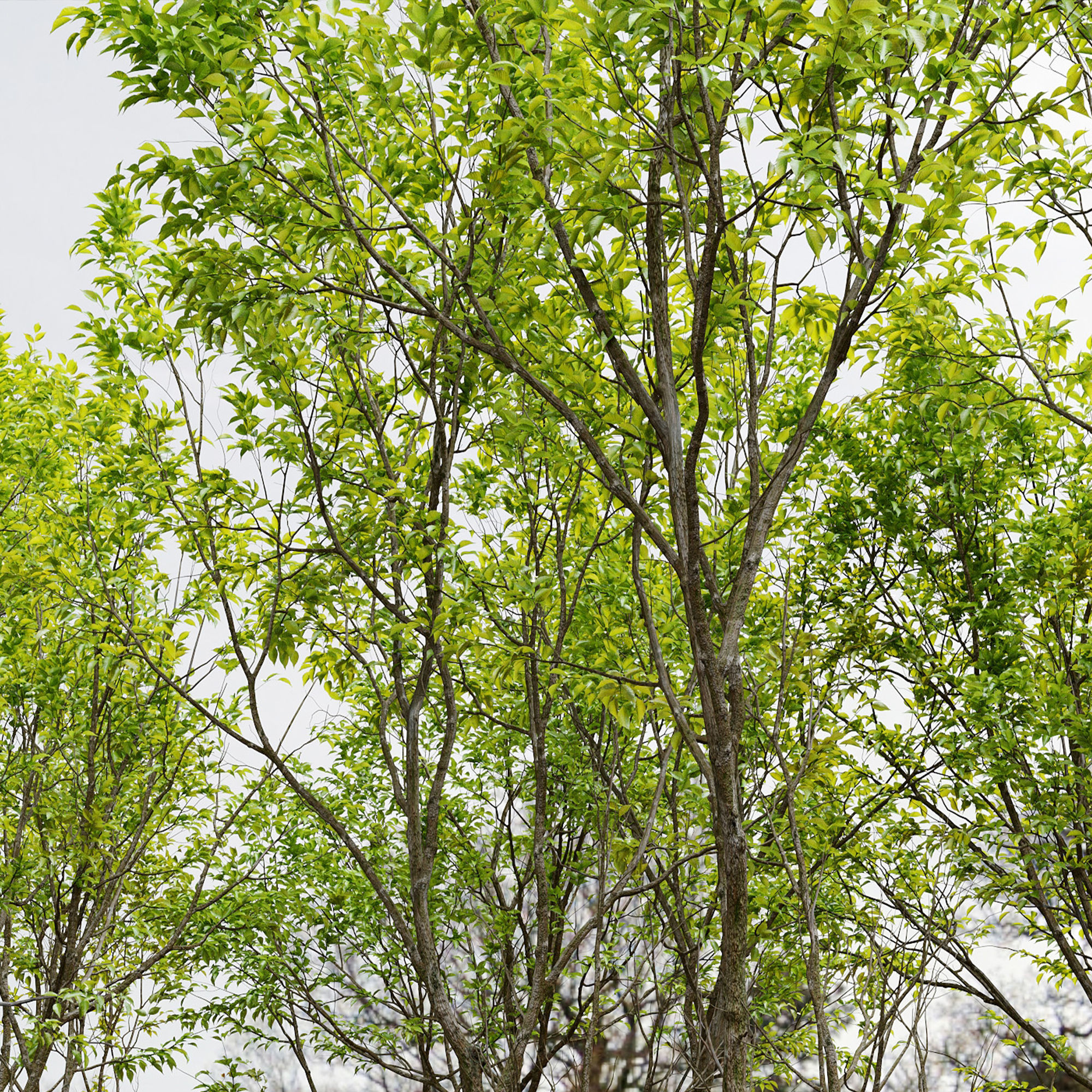 Jungle trees set 3D model_4