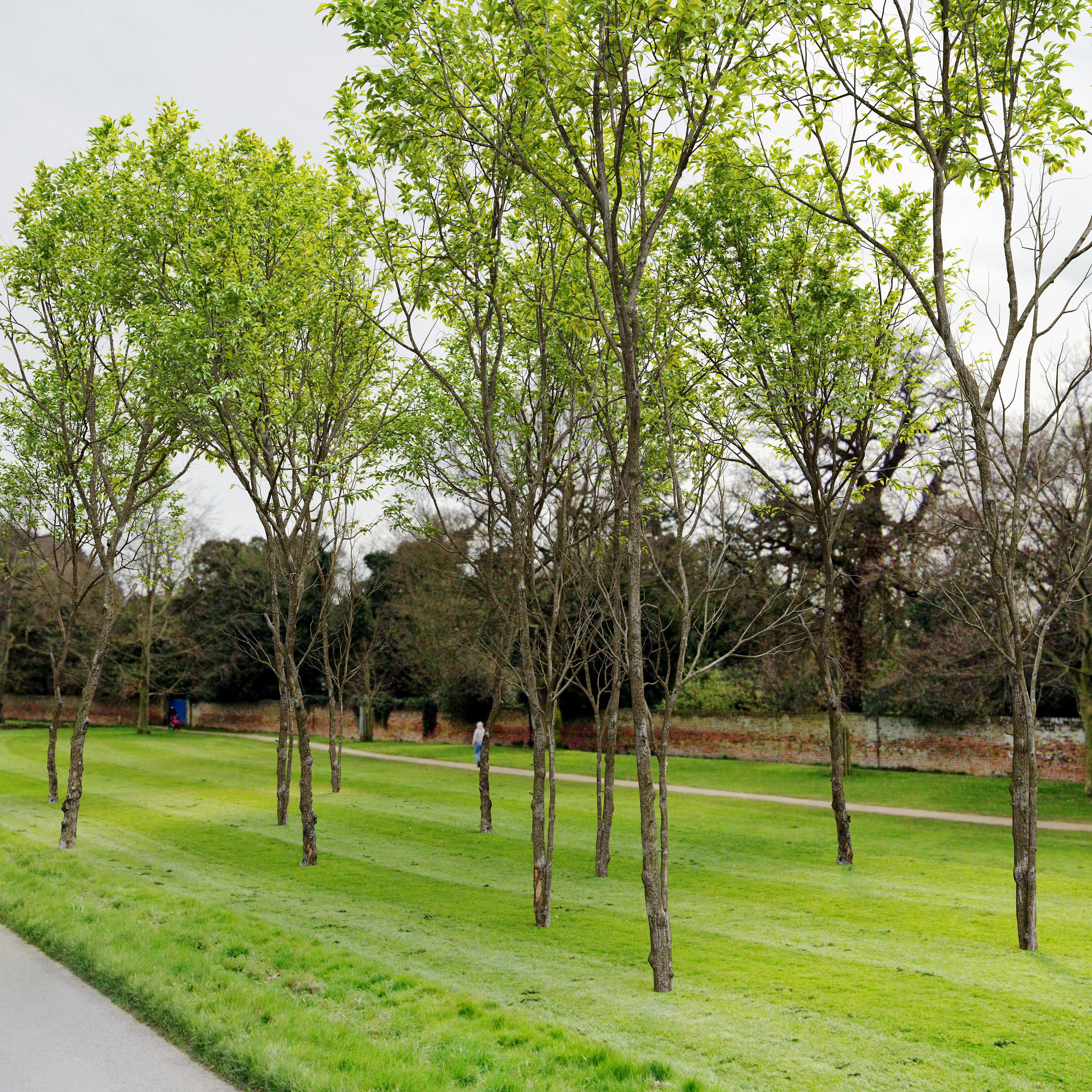 Jungle trees set 3D model_1