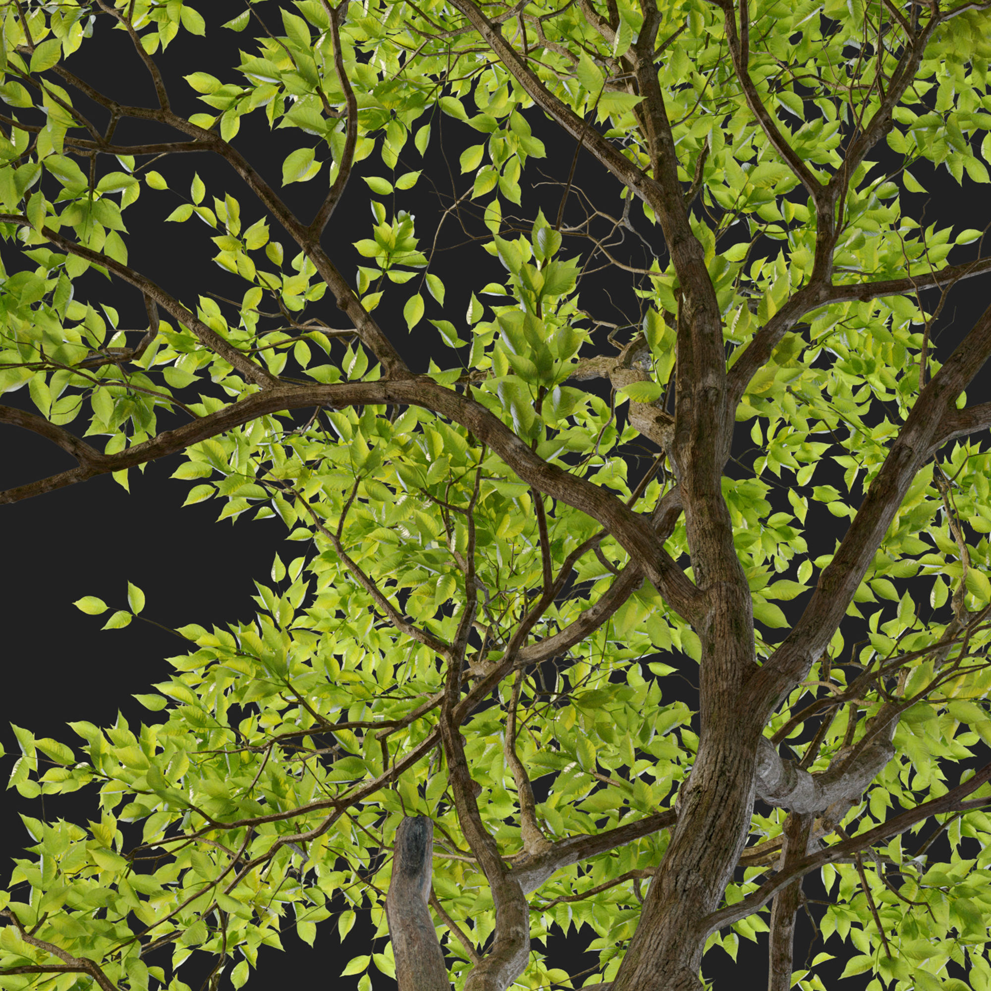 Jungle trees set 3D model_5