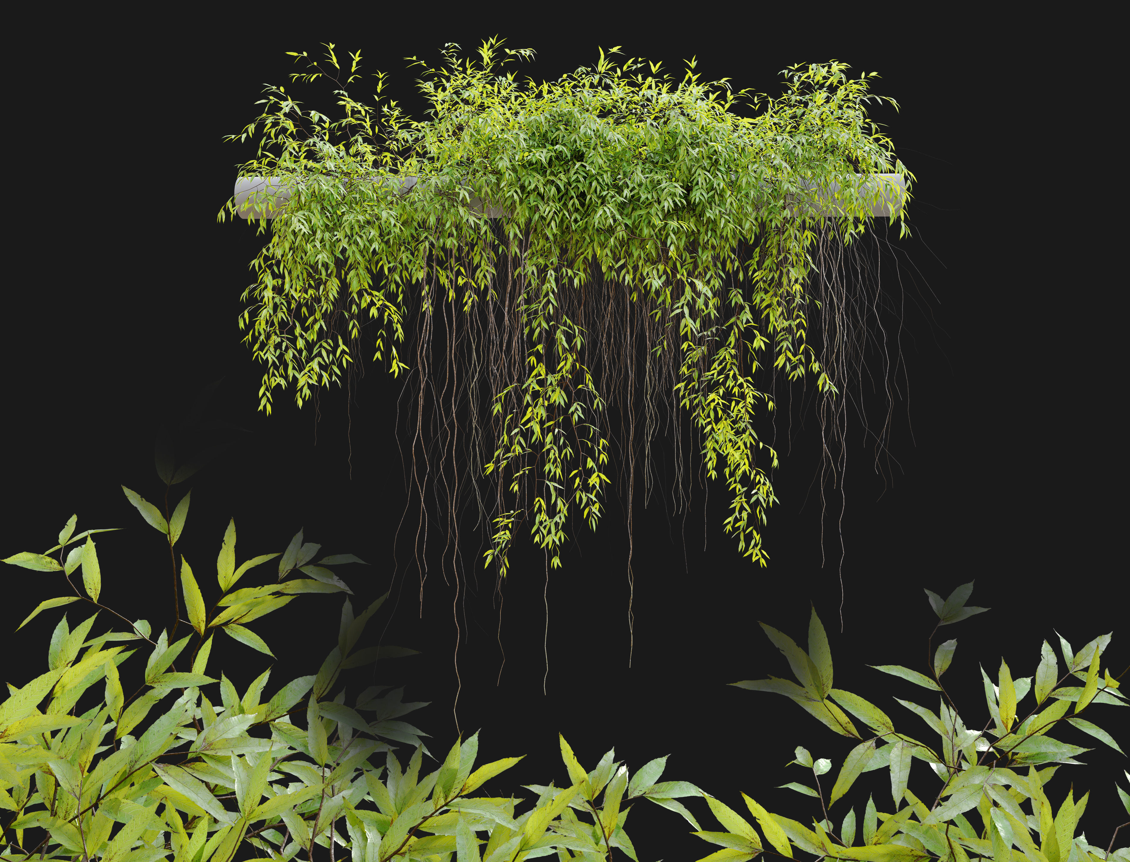 Hanging Plant 25 3D model_1