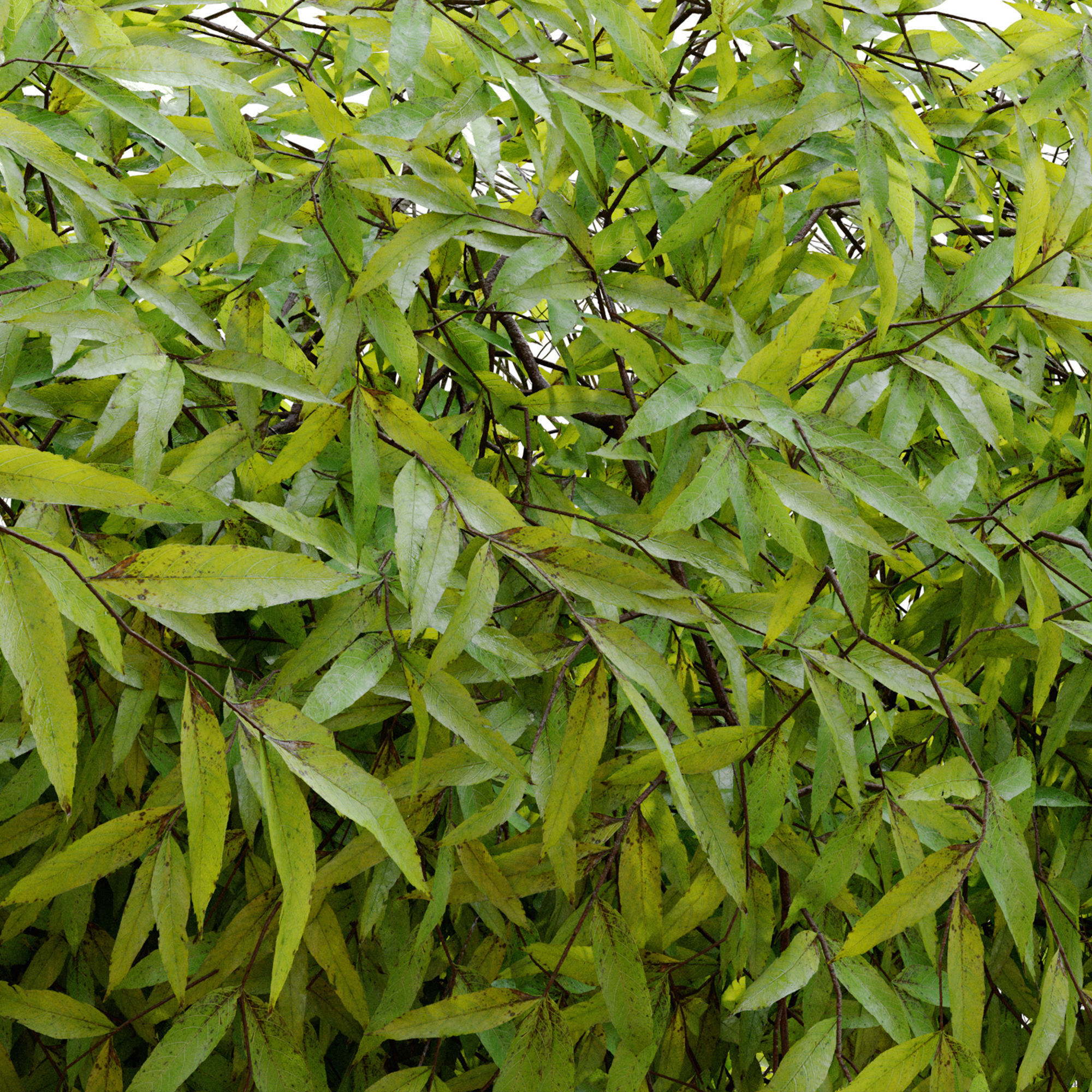 Hanging Plant 25 3D model_3