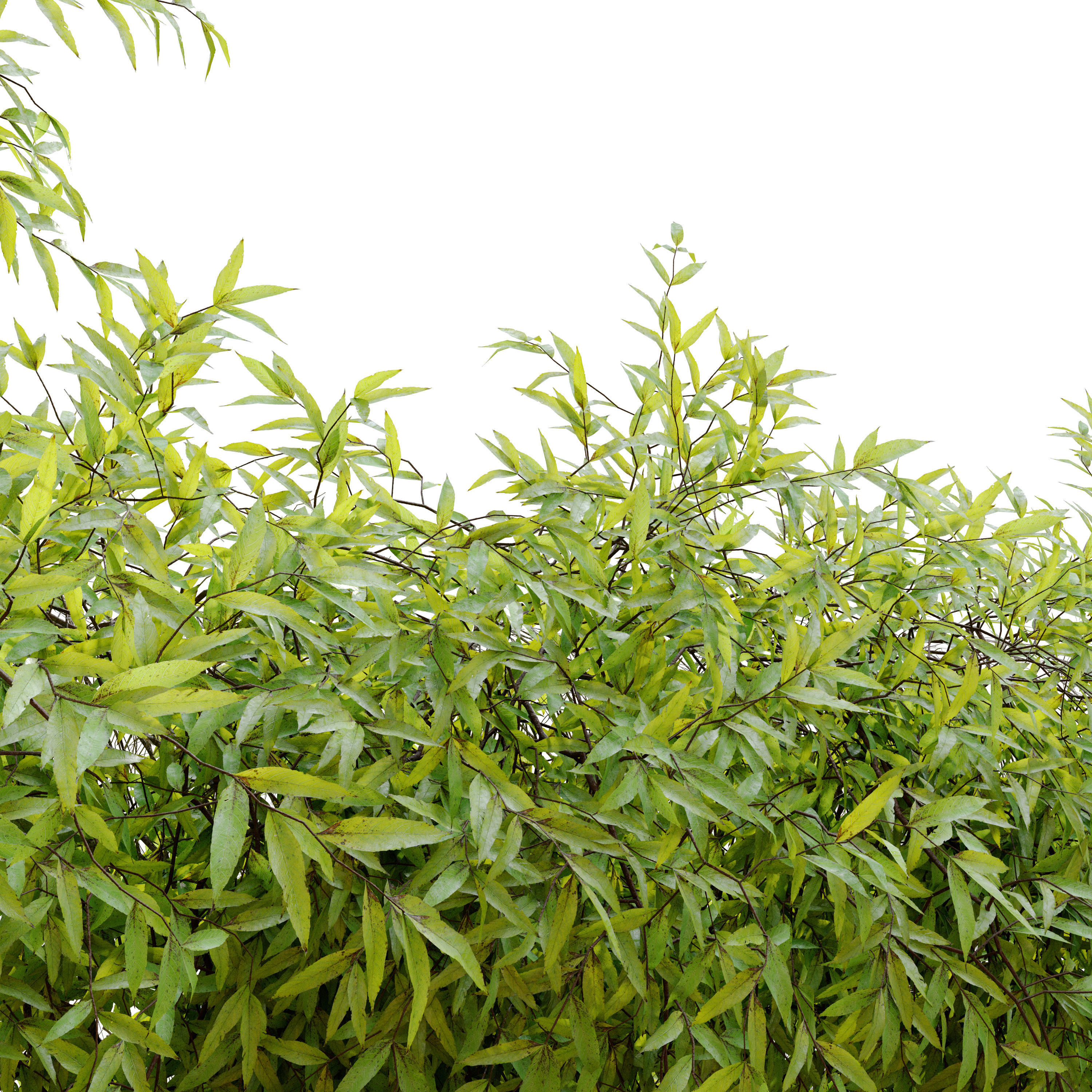 Hanging Plant 25 3D model_2