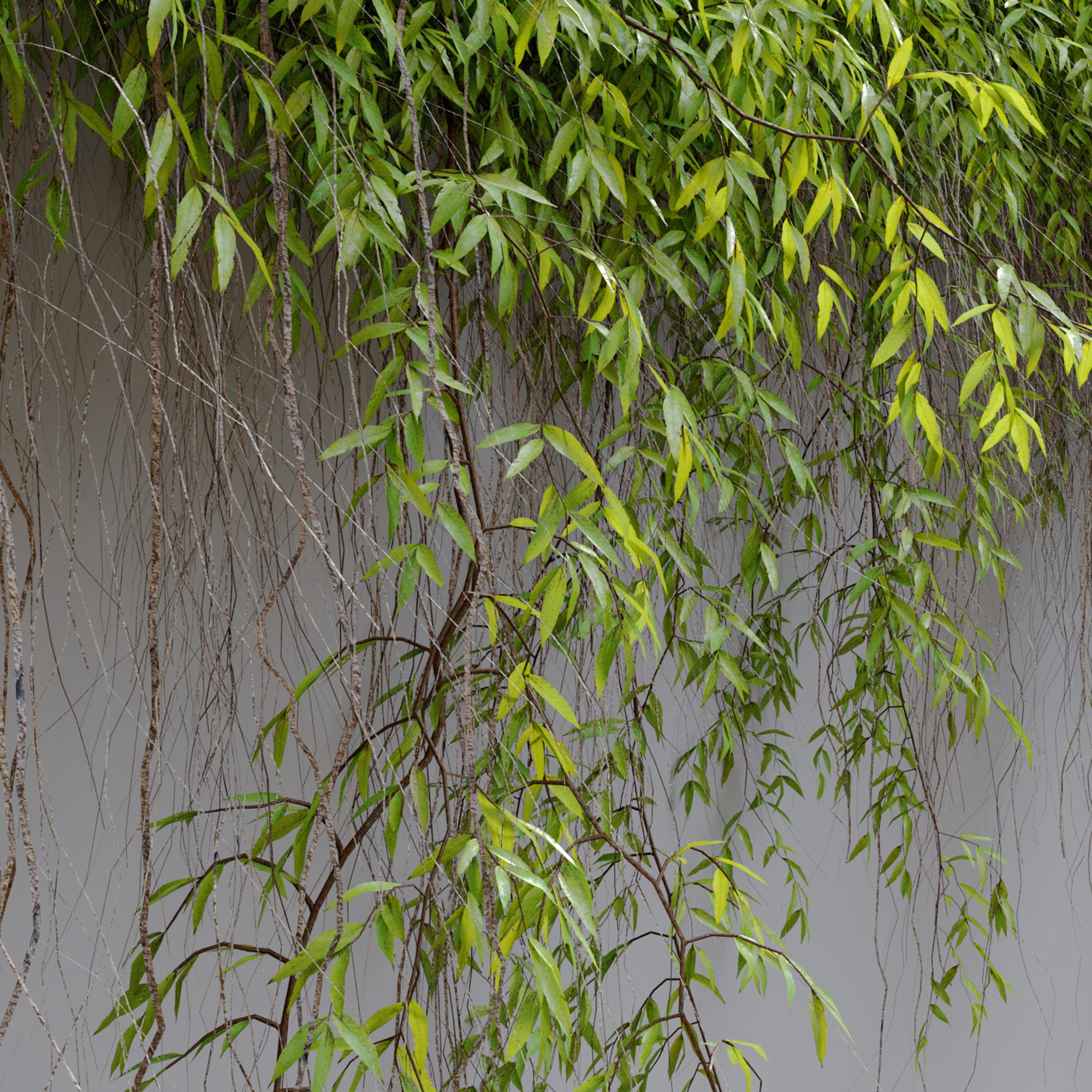 Hanging Plant 25 3D model_5