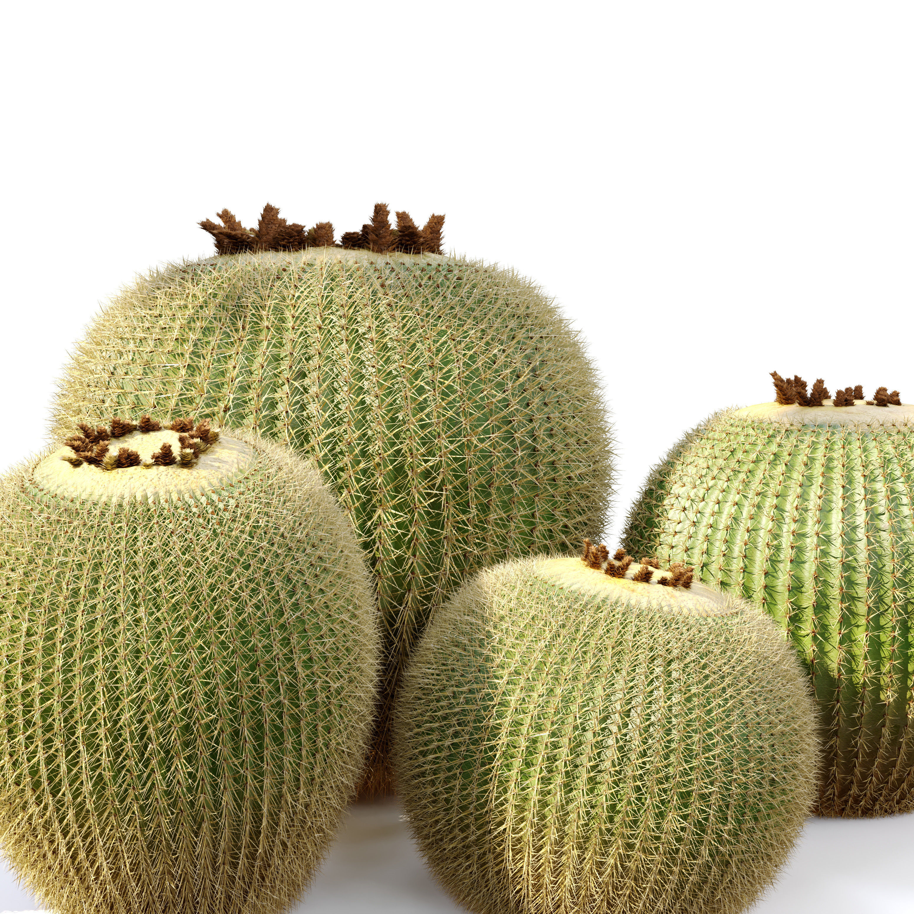 Golden barrel cactus 2 3D model_1