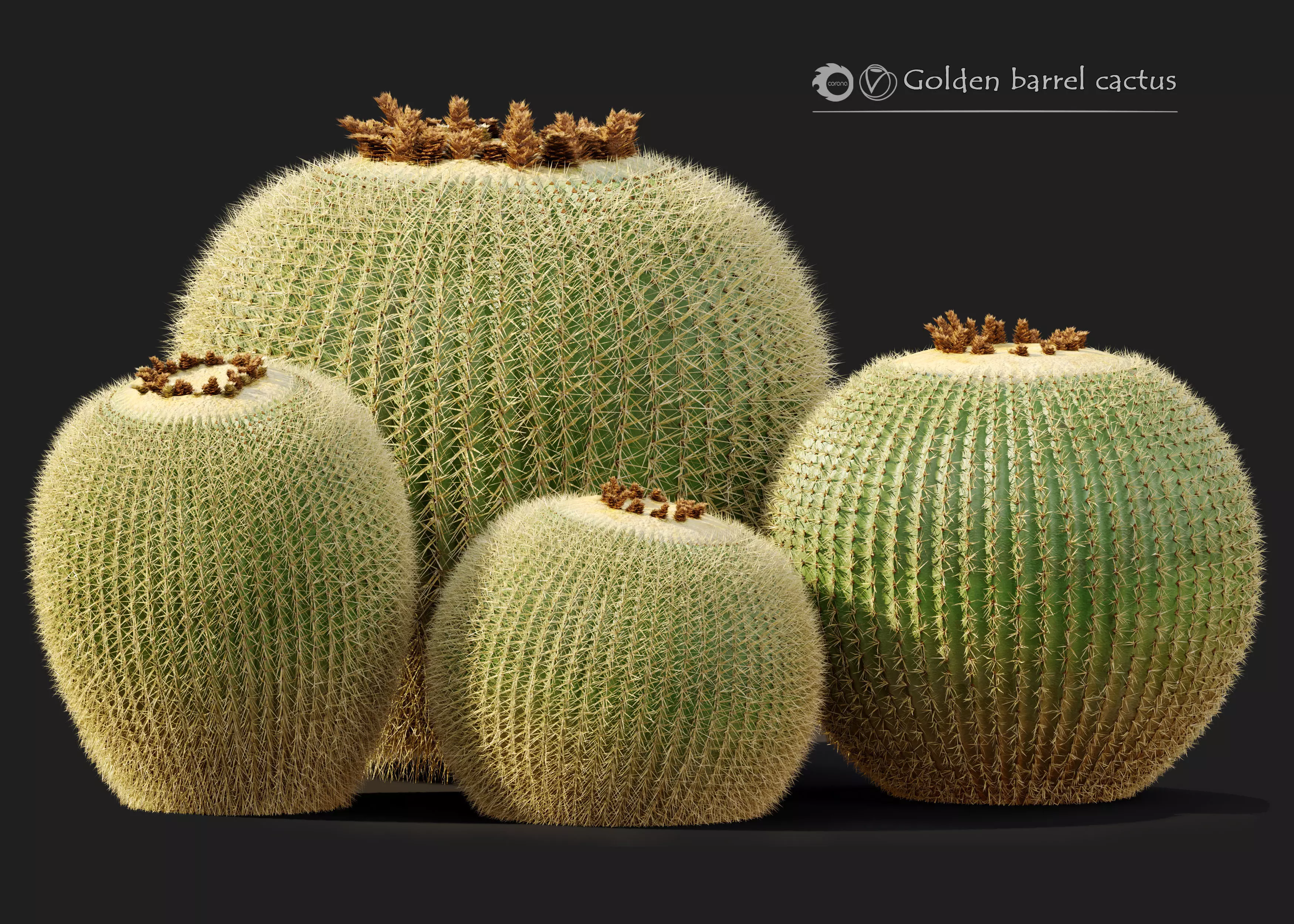 Golden barrel cactus 2 3D model_0