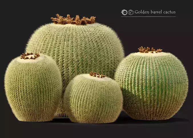 Golden barrel cactus 2 3D model