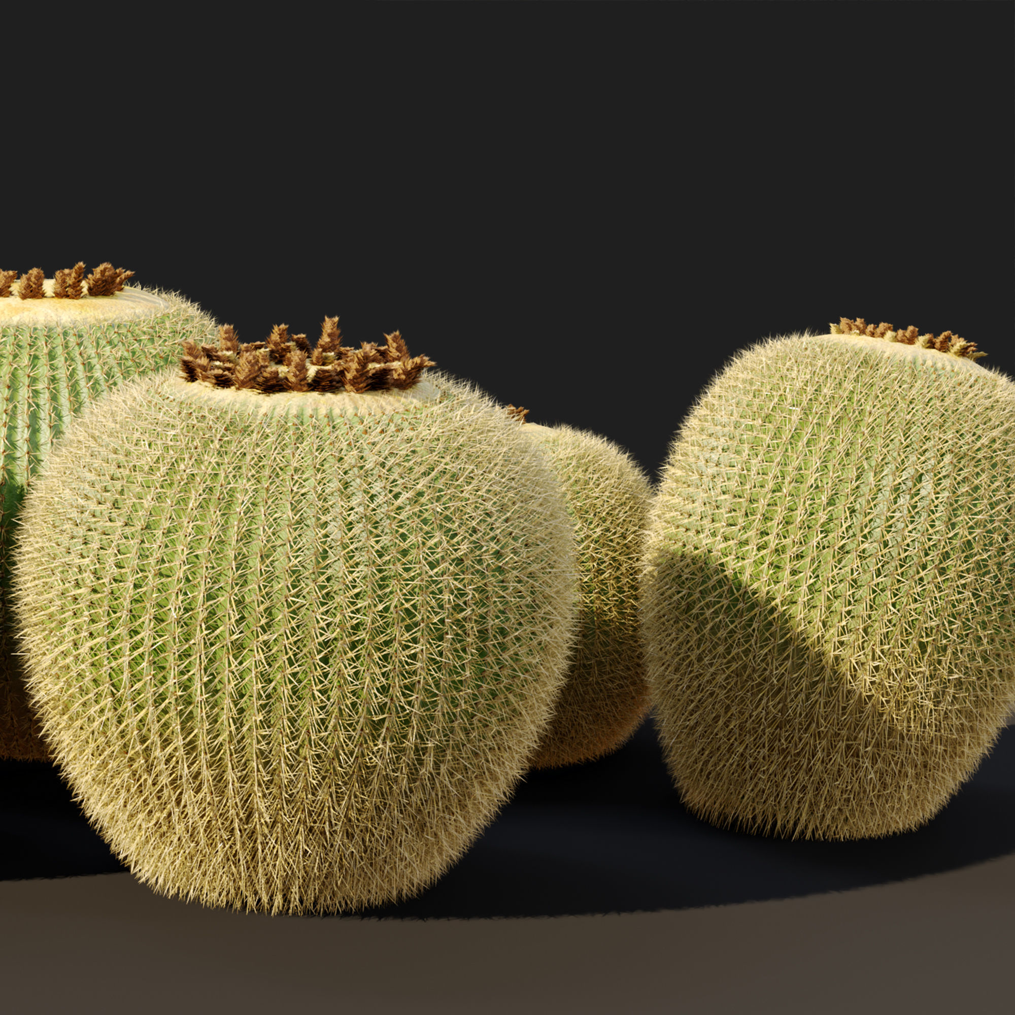Golden barrel cactus 2 3D model_4