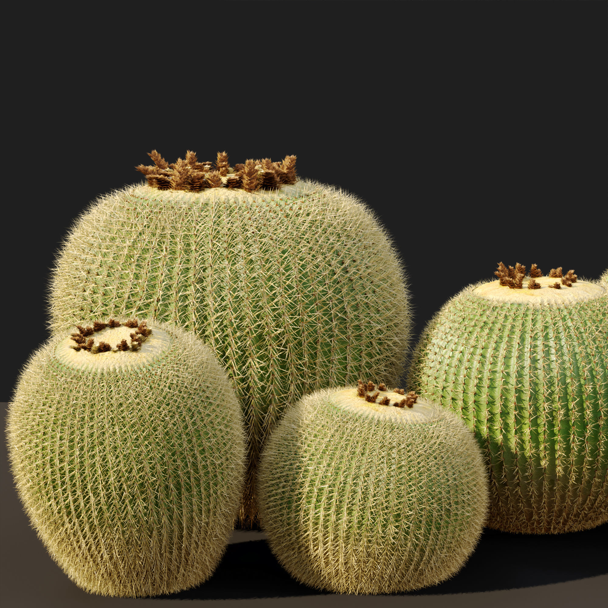 Golden barrel cactus 2 3D model_3