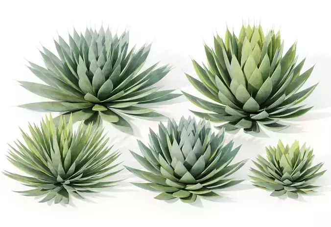 Agave plant 3D model