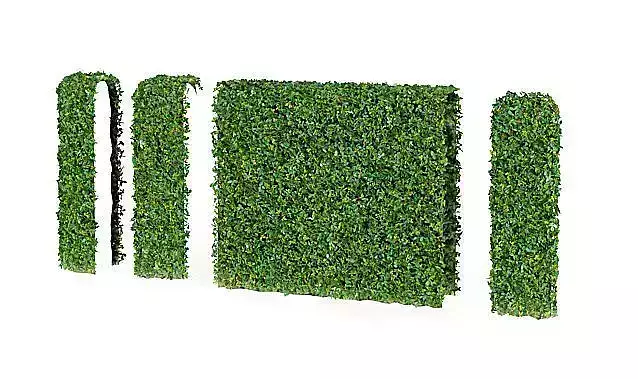 Green Hedge For Outdoors