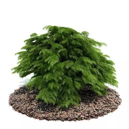 Medium Shrub 3D model_0