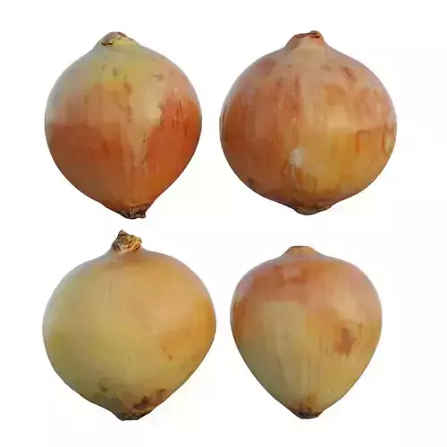 Onion 02