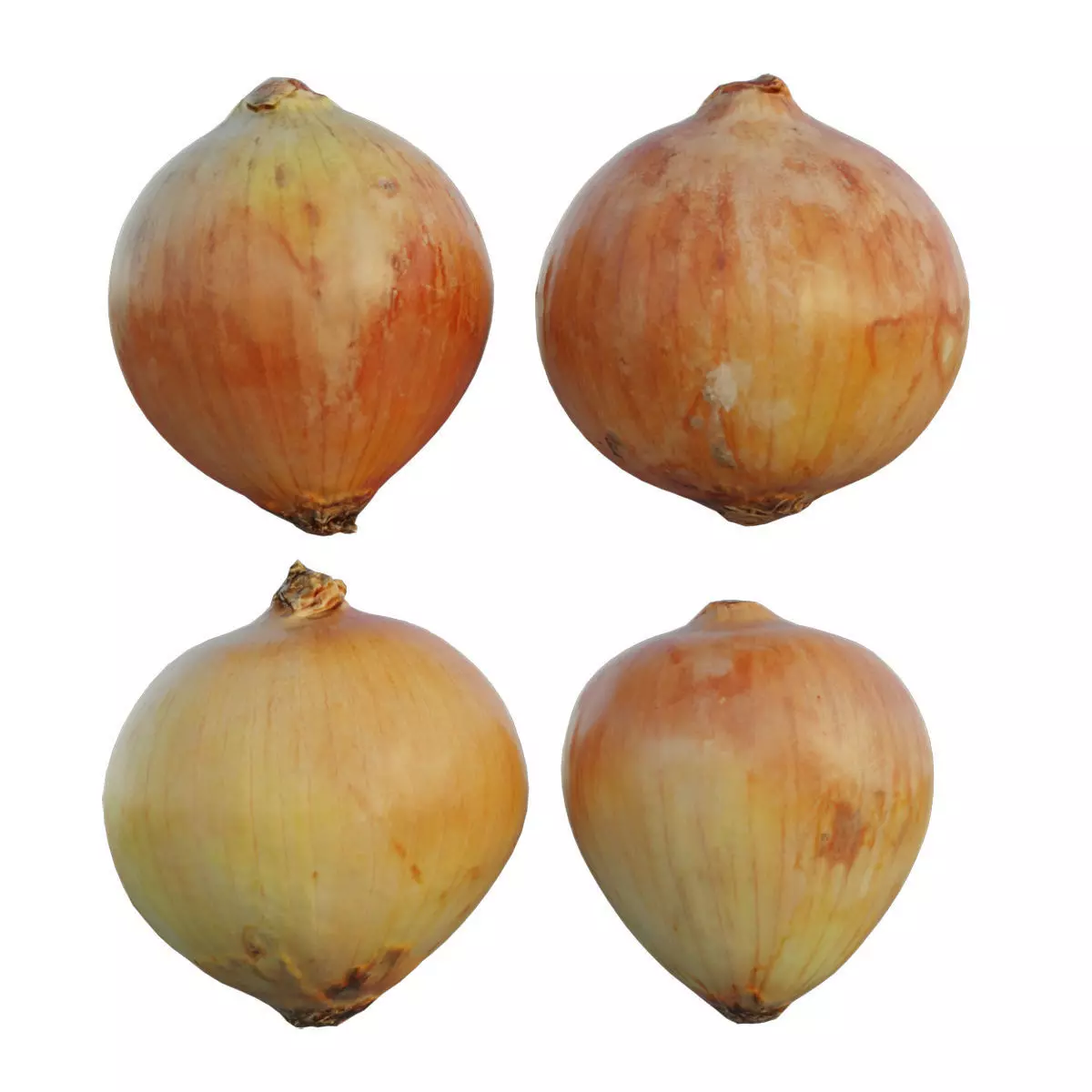 Onion 02 3D model_0