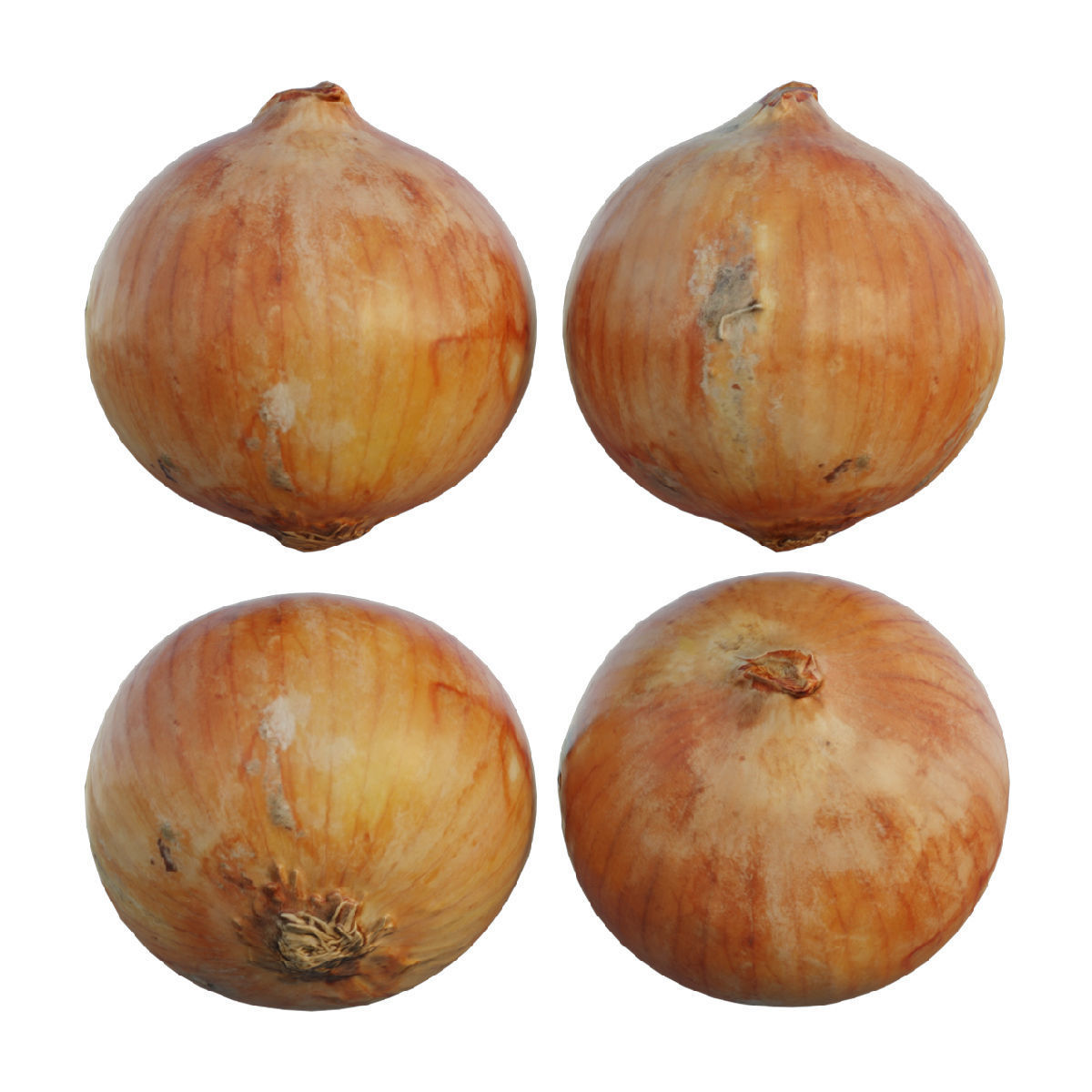 Onion 02 3D model_7