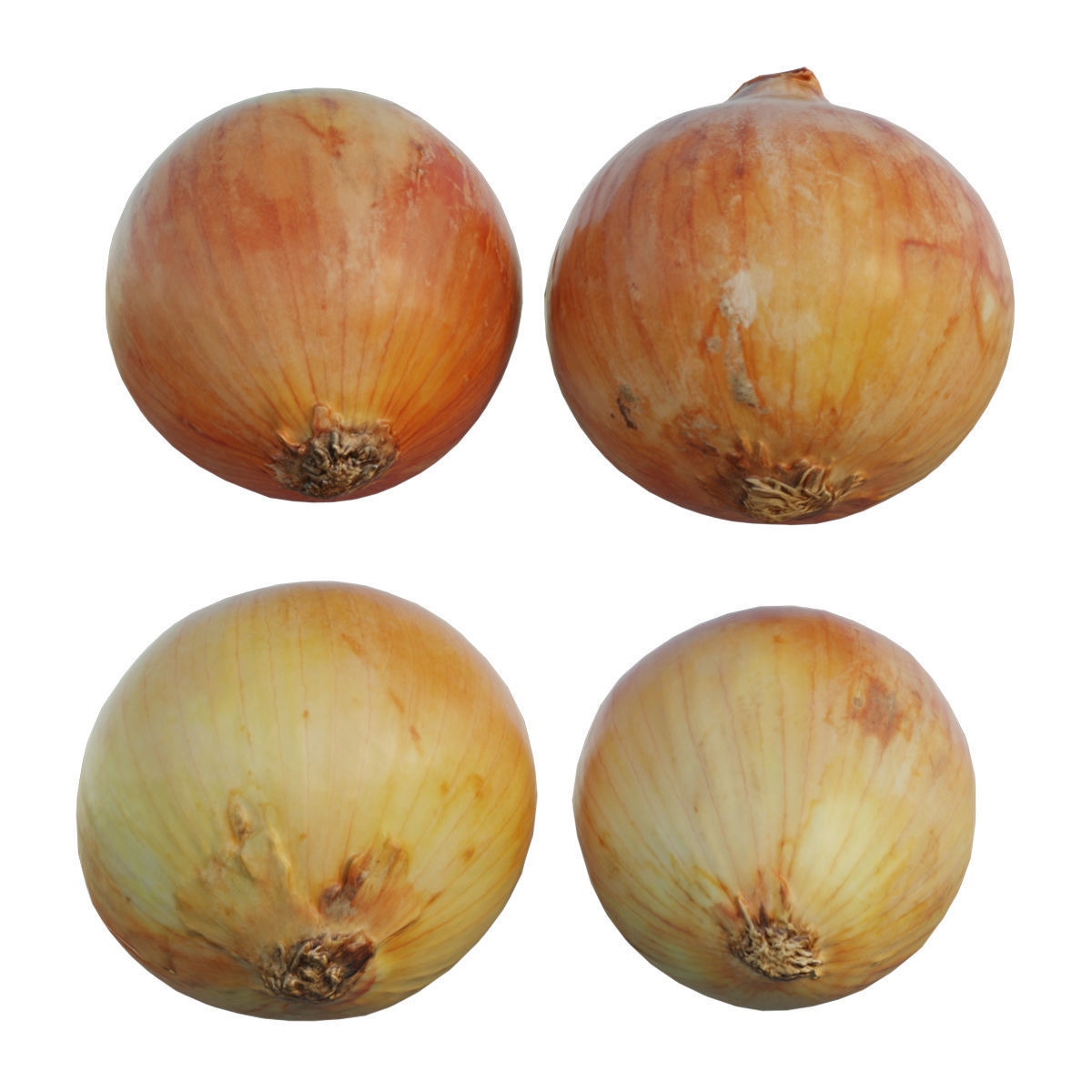 Onion 02 3D model_5