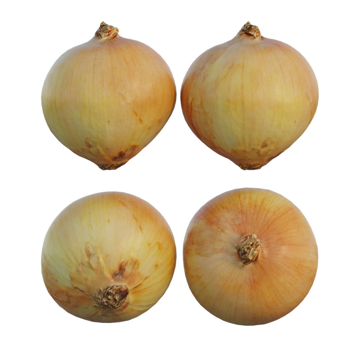 Onion 02 3D model_8