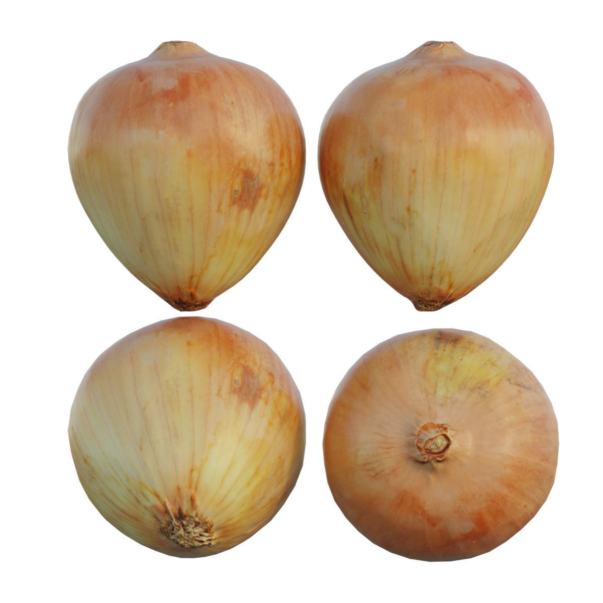 Onion 02 3D model_9