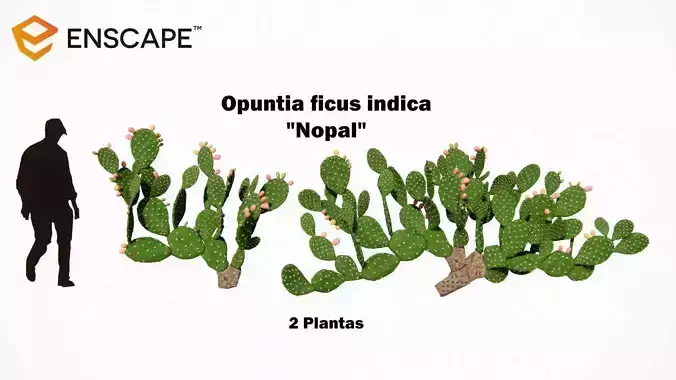 Opuntia ficus indica