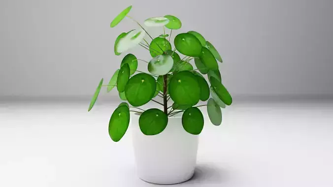 Pilea plant