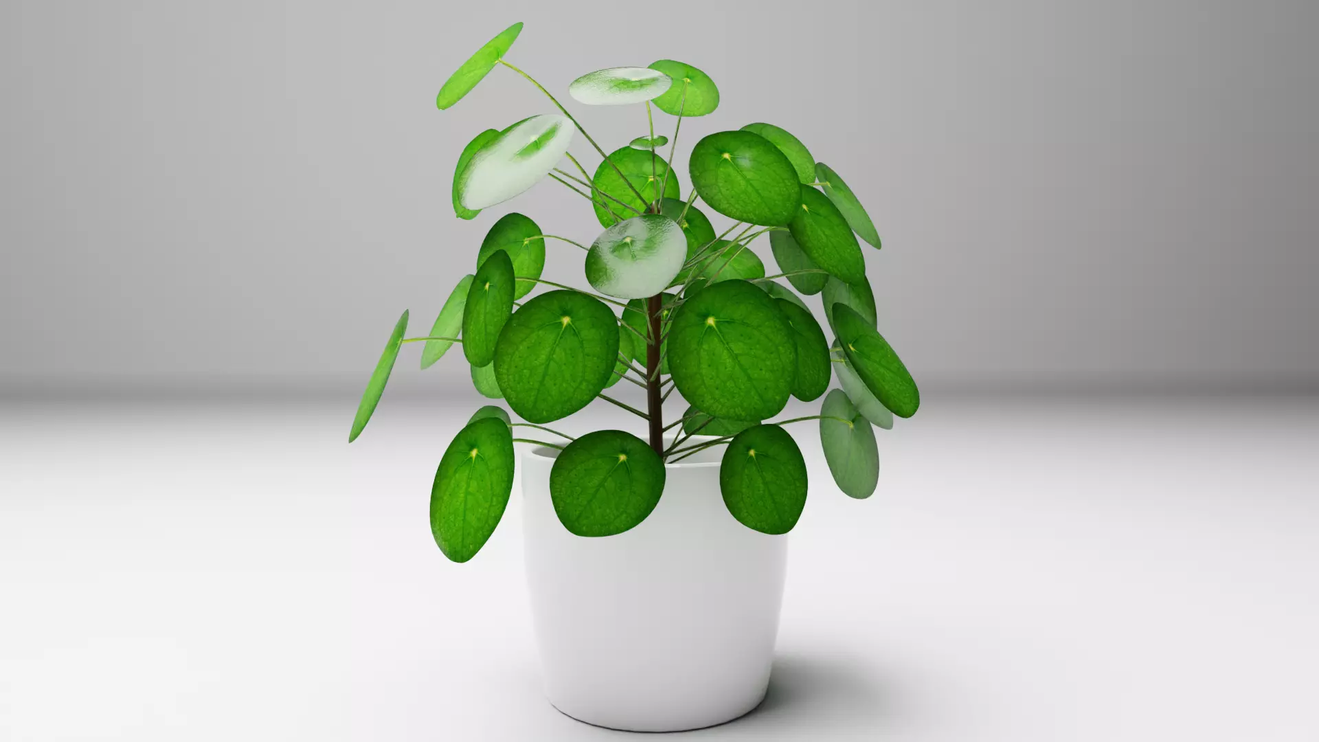 Pilea plant Free 3D model