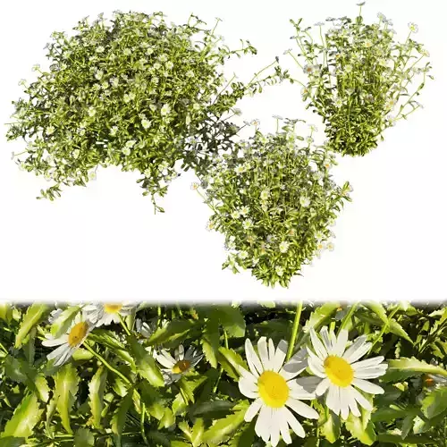 Collection plant vol 377 - bush - Camomile - 3ds - c4d