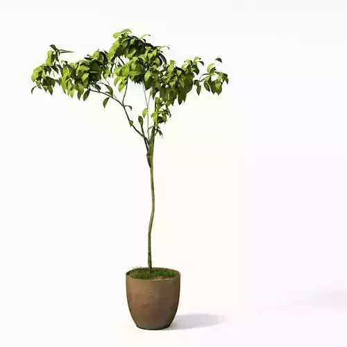 Long Stemmed Green Plant In Vase