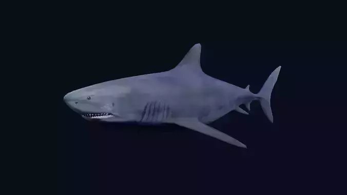 White Shark Low-poly 3D model
