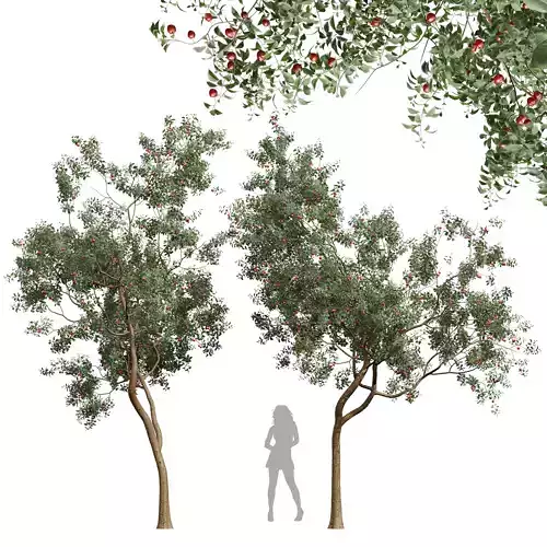 New Plant High detail Cerasus Pseudocerasus Cherry 3D model