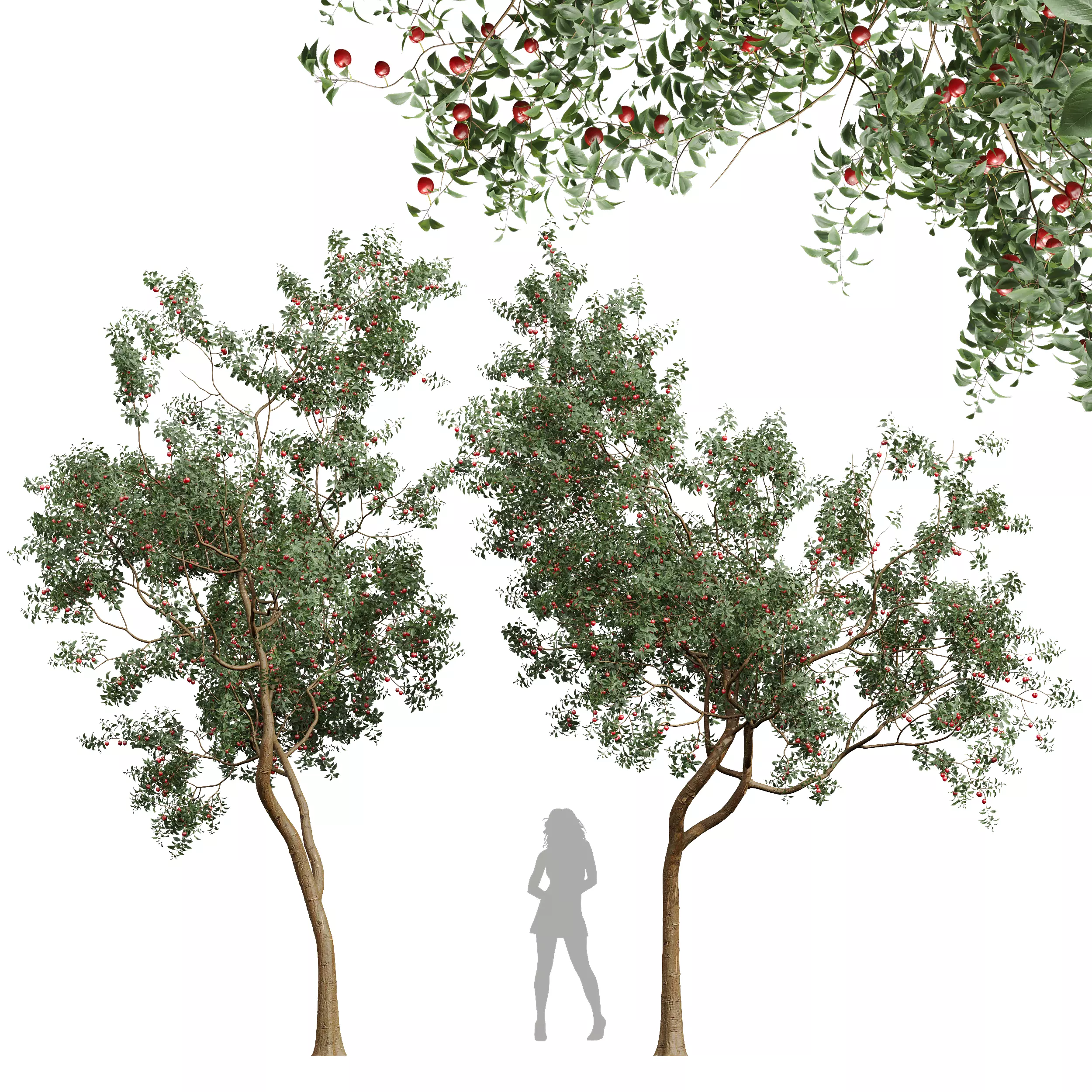 New Plant High detail Cerasus Pseudocerasus Cherry 3D model_0