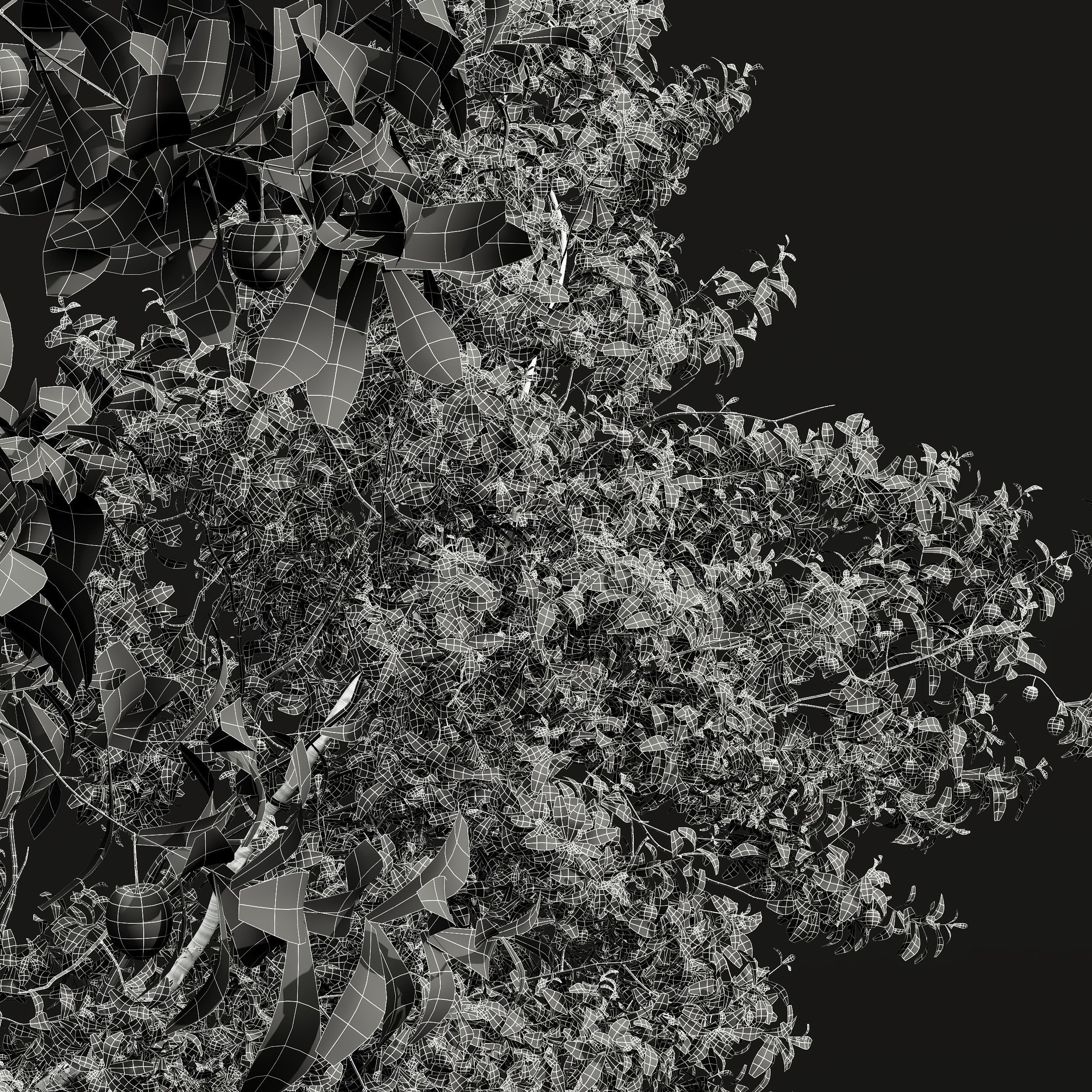 New Plant High detail Cerasus Pseudocerasus Cherry 3D model_4