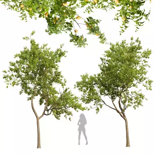 New Plant High detail Armeniaca Vulgaris Prunus 3D model