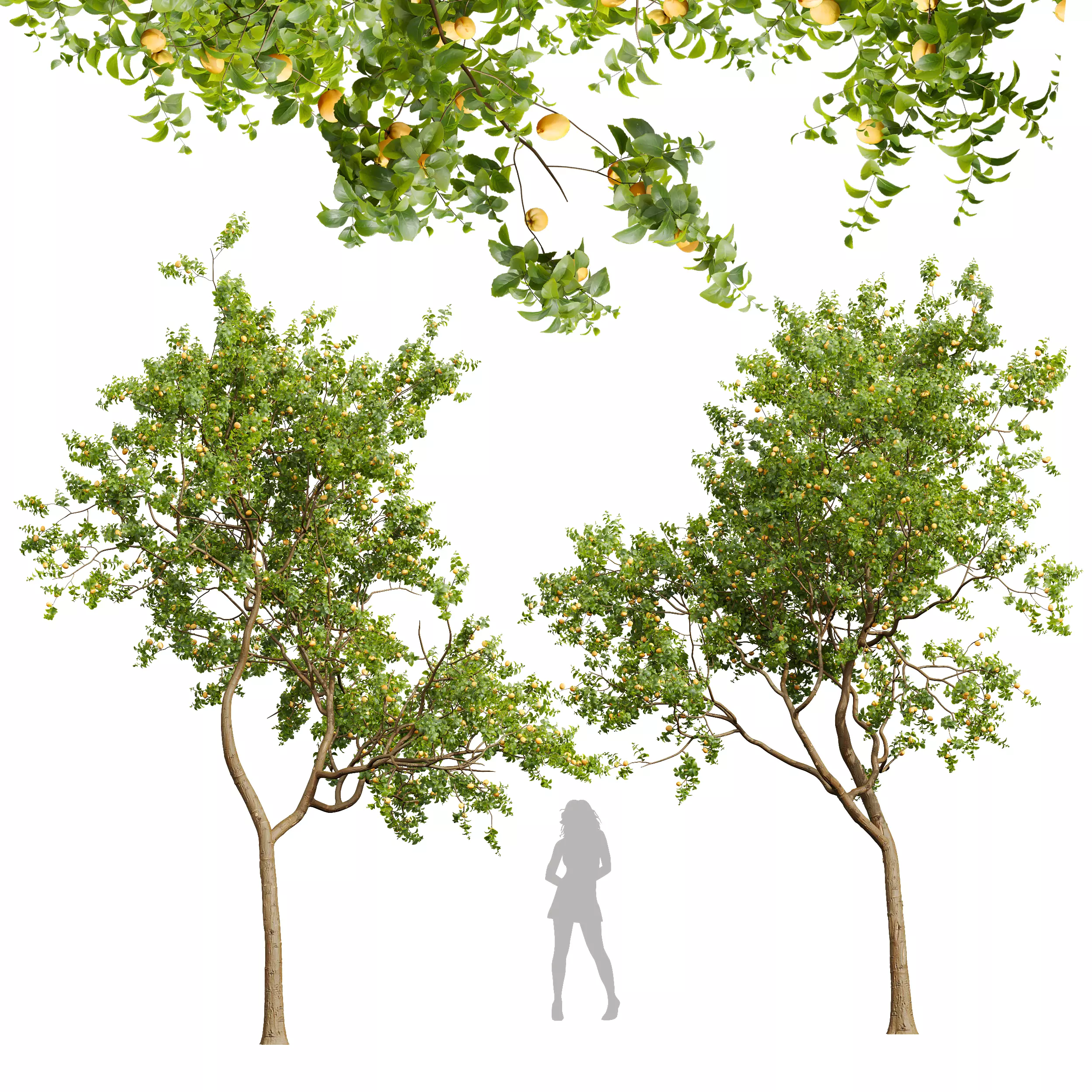 New Plant High detail Armeniaca Vulgaris Prunus 3D model_0