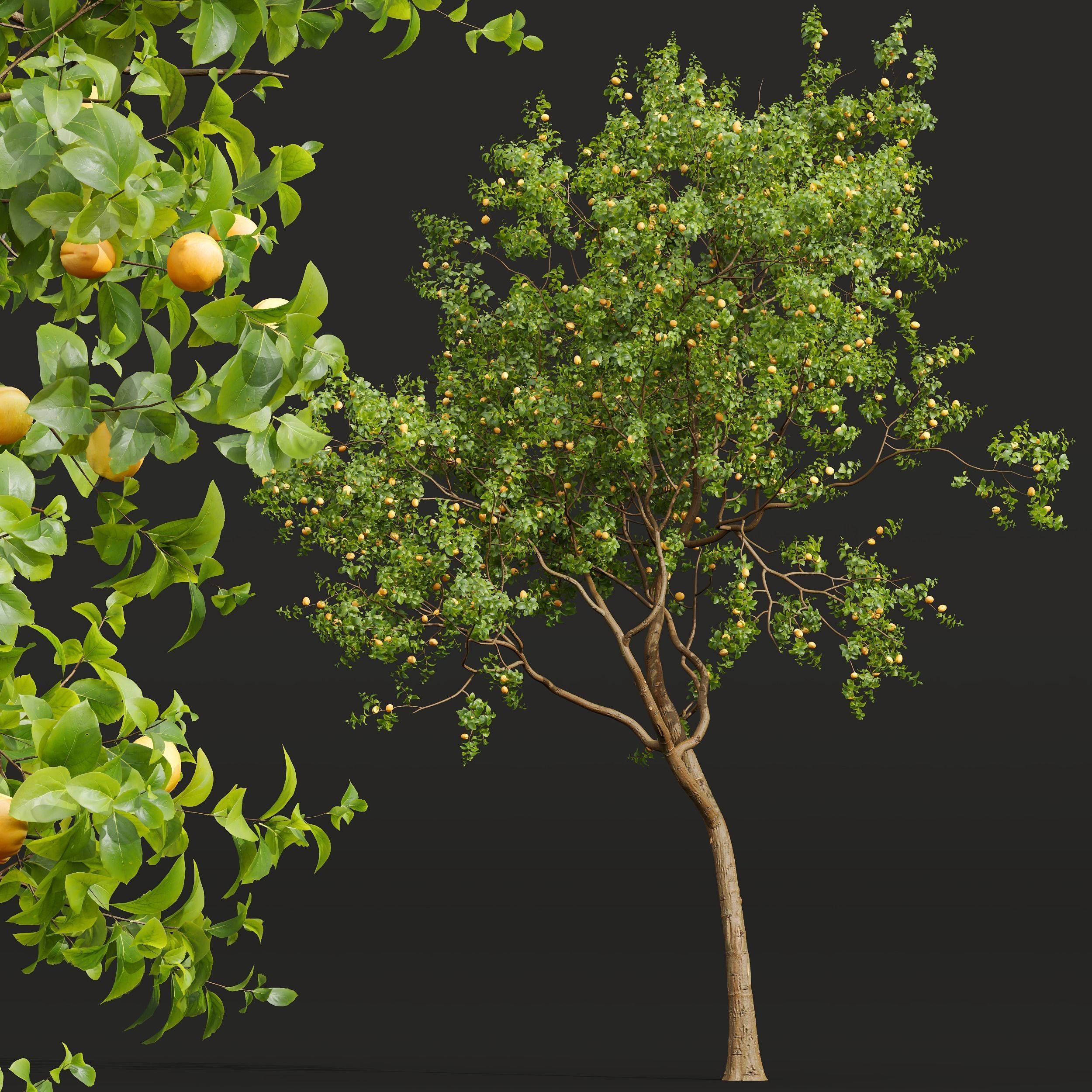 New Plant High detail Armeniaca Vulgaris Prunus 3D model_1